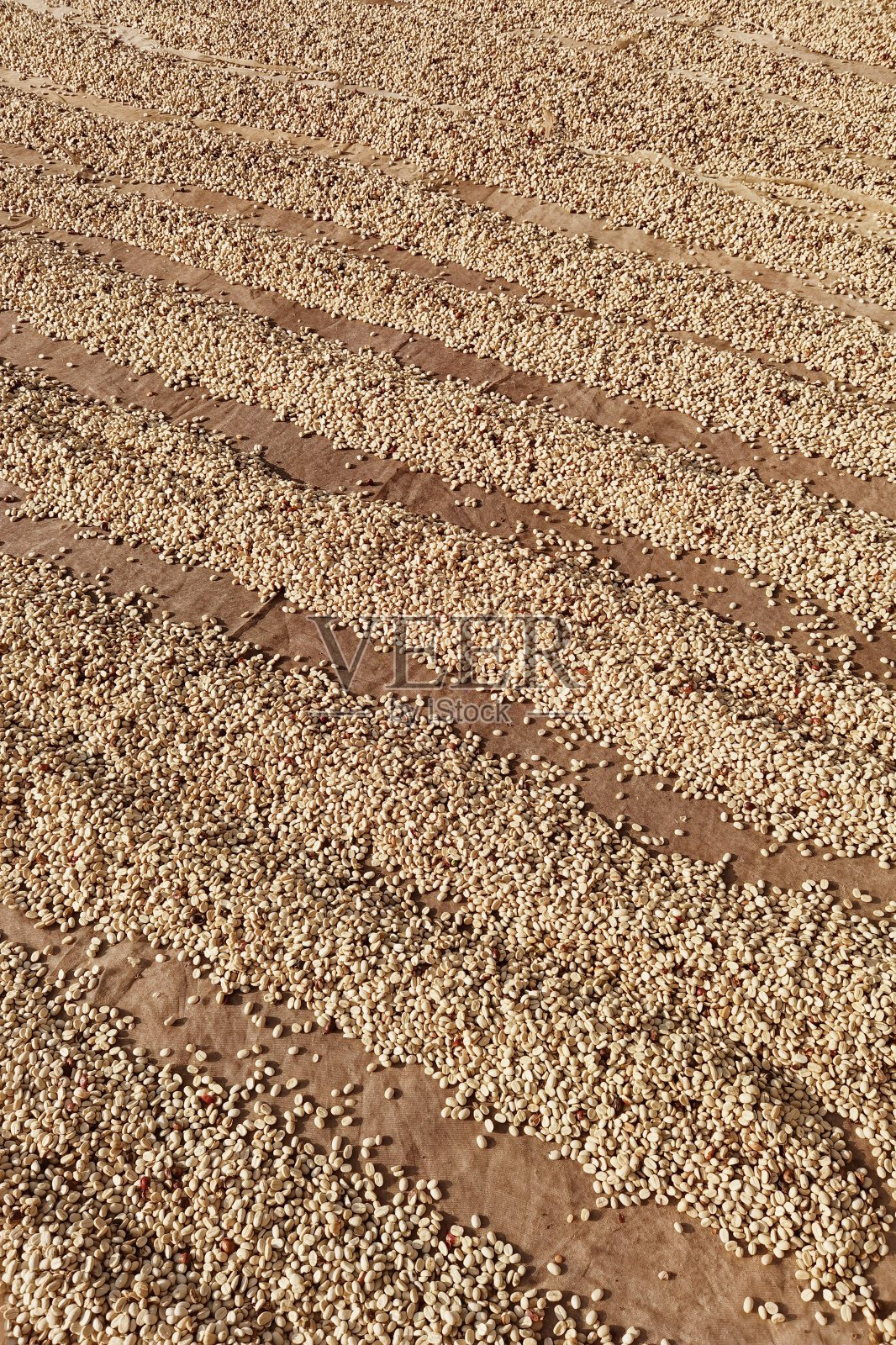 咖啡豆干燥的近景照片摄影图片