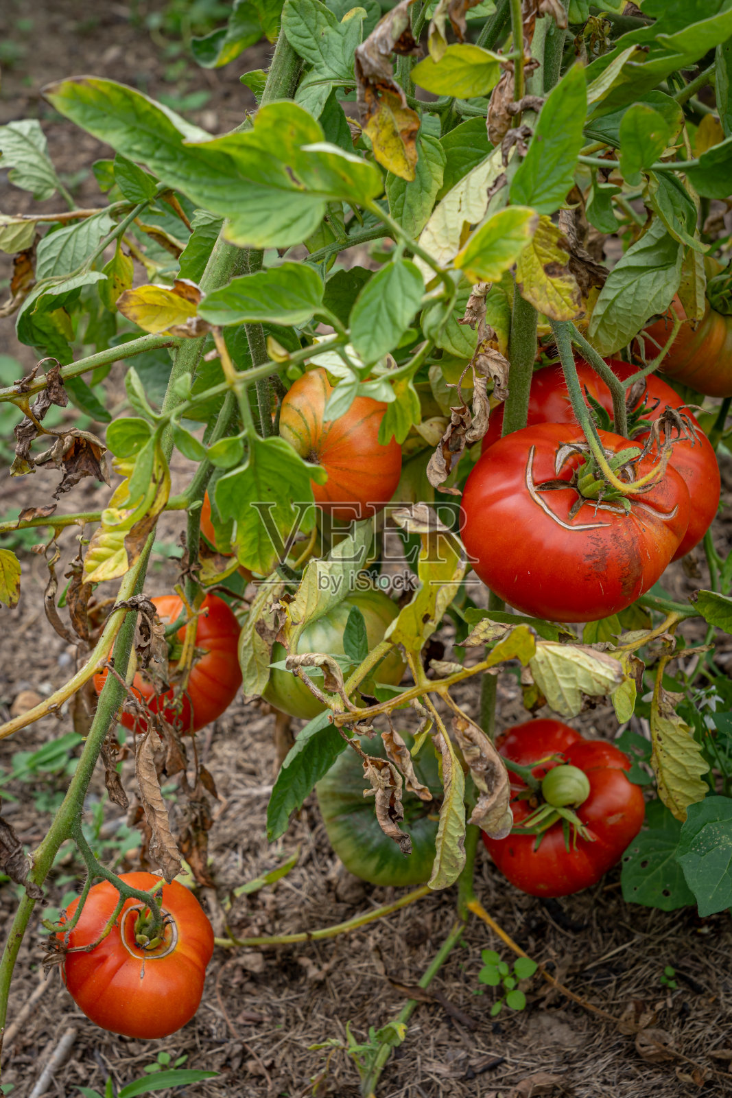 法国戈克斯威勒- 09 10 2020:葡萄酒之路。蔬菜园里的红色番茄茎照片摄影图片