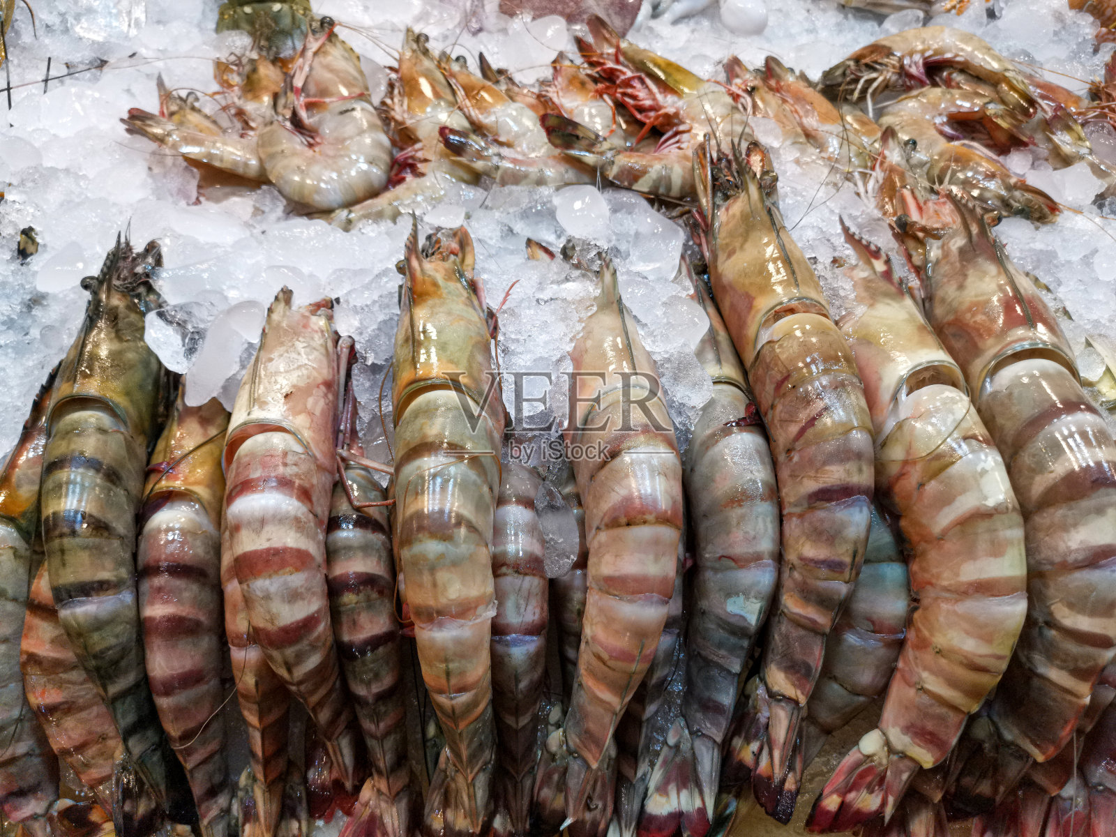 新鲜的虎虾照片摄影图片