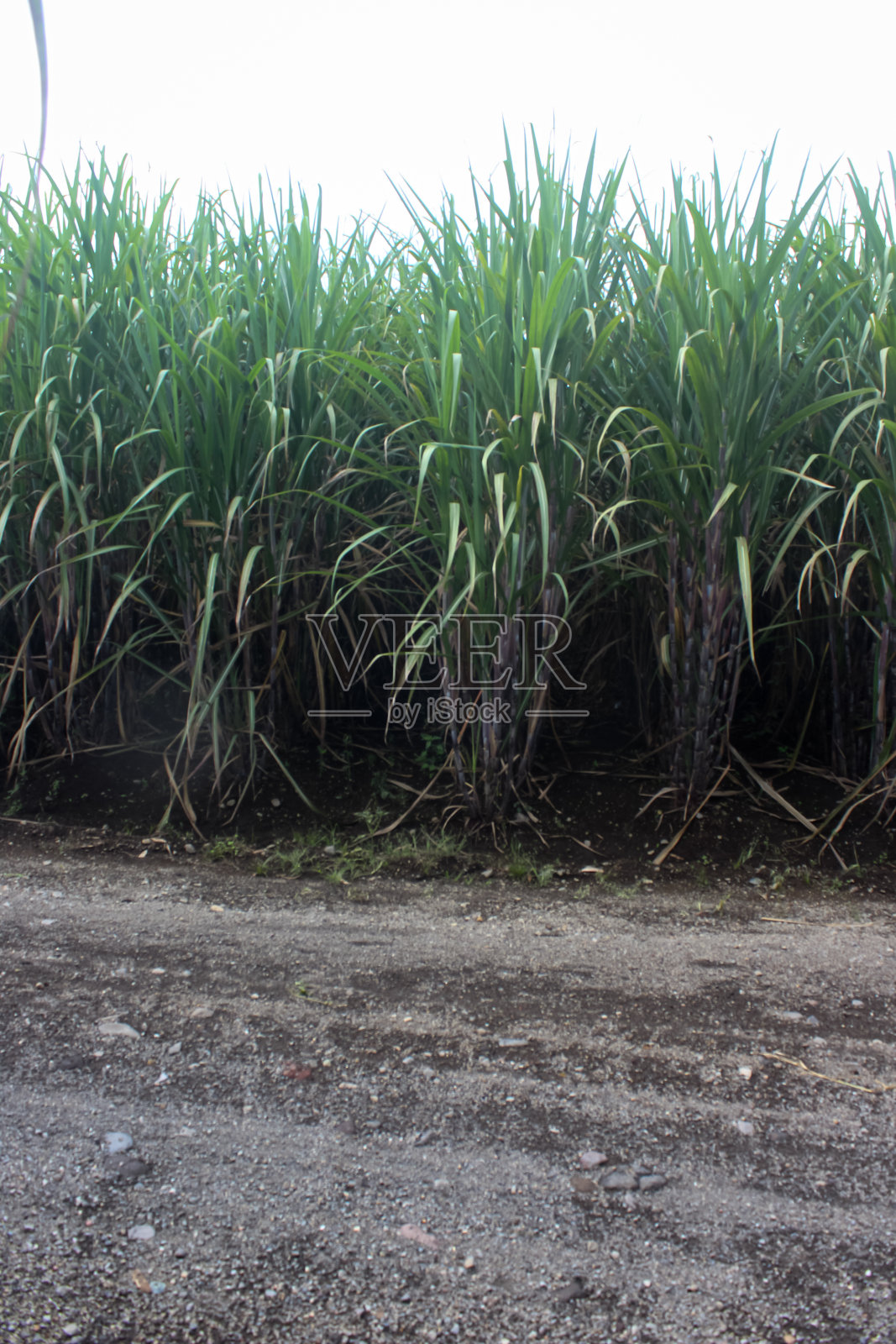大田甘蔗(Saccharum officinarum Linn);照片摄影图片