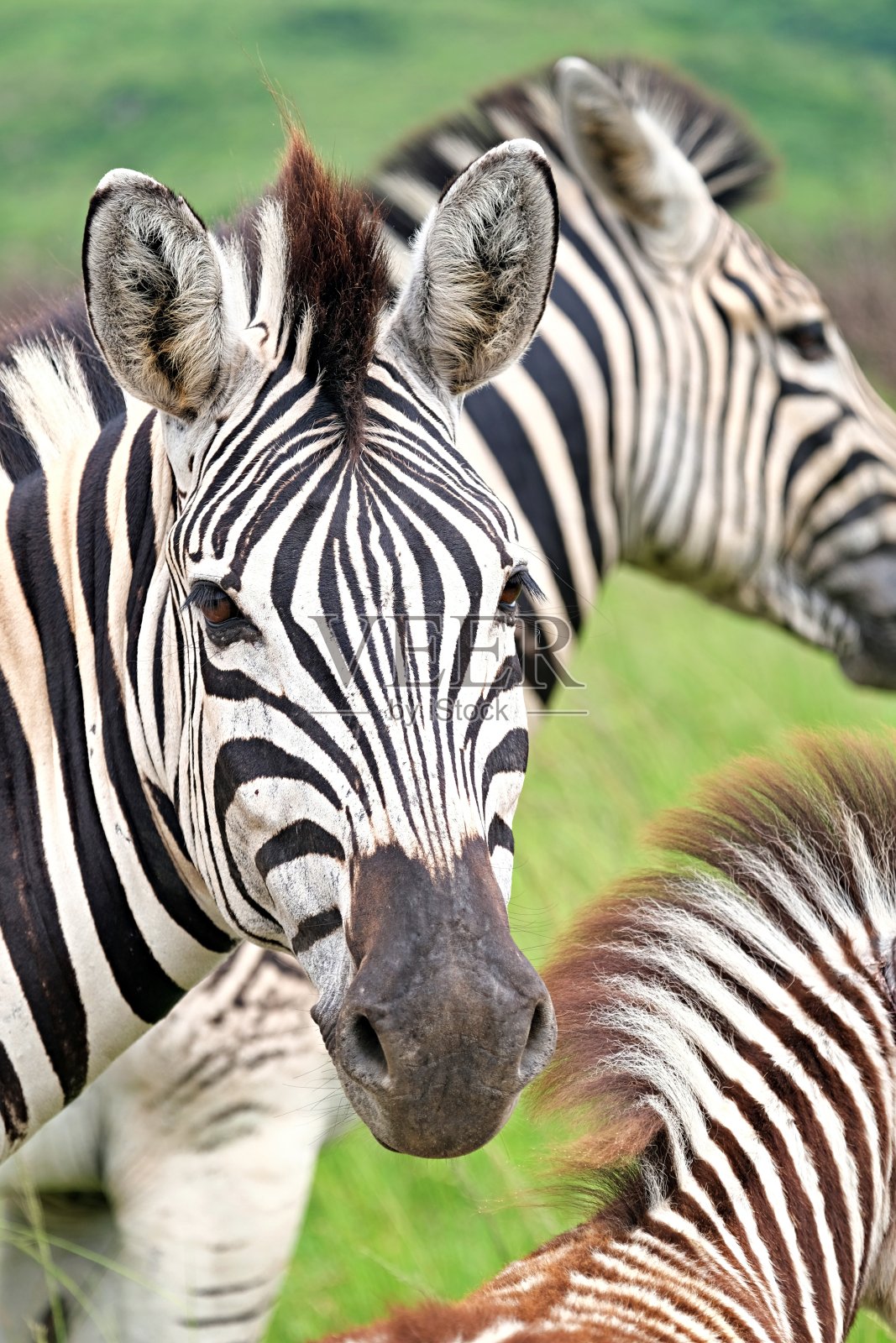 耀眼的斑马照片摄影图片