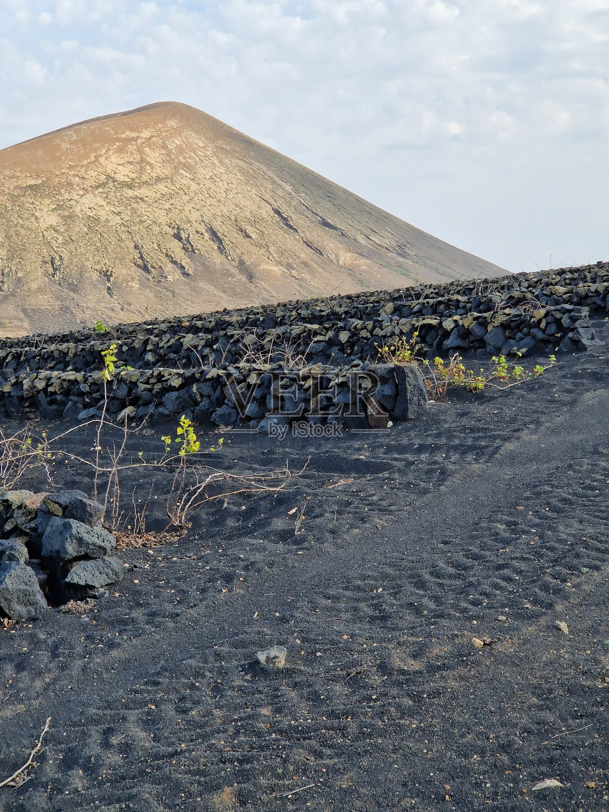 兰萨罗特岛加那利岛的黑色火山景观，在火山葡萄园里挖洞的藤蔓——背景是火山(丘陵或山脉)照片摄影图片