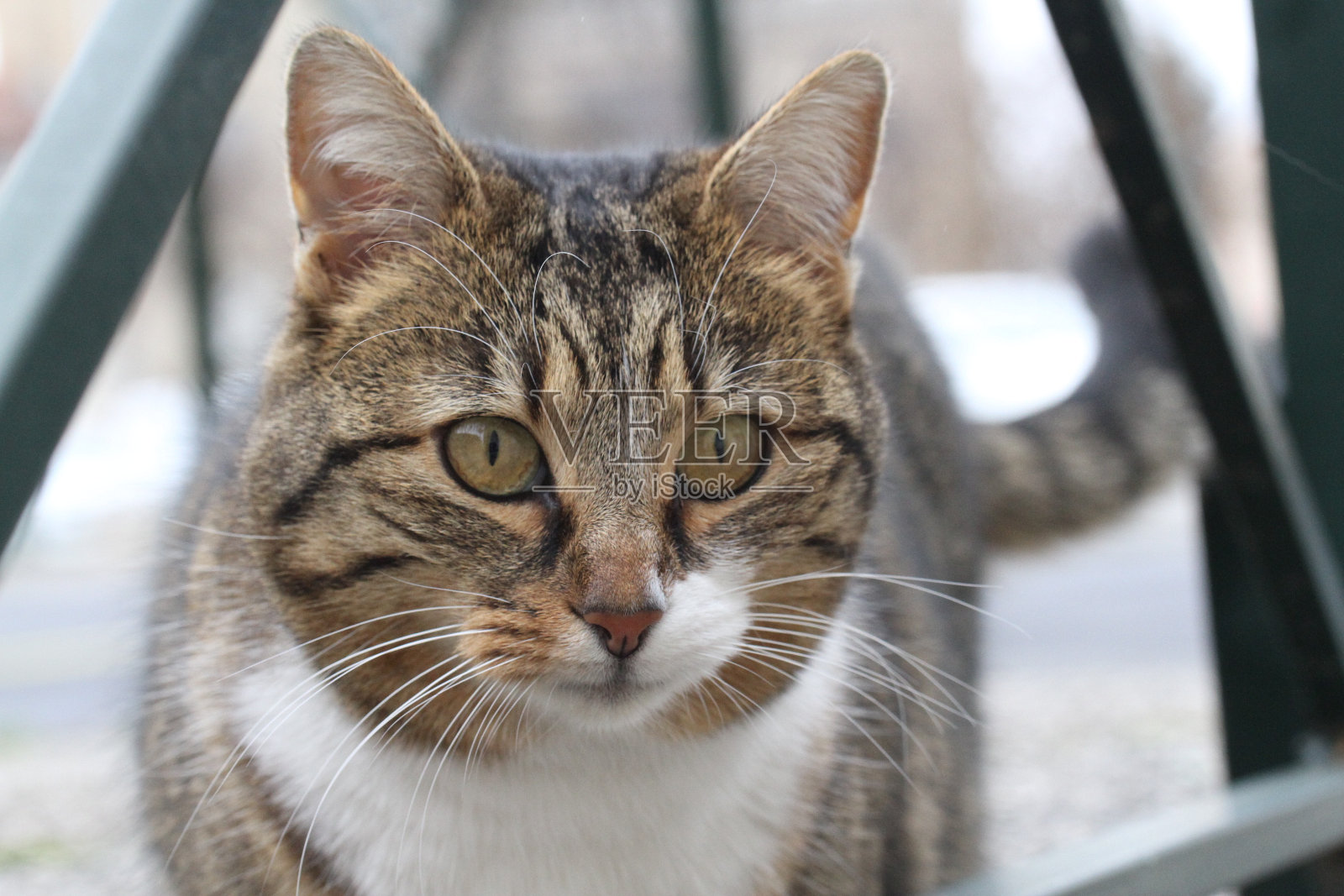 虎斑猫和白猫户外与绿色植物花园照片摄影图片
