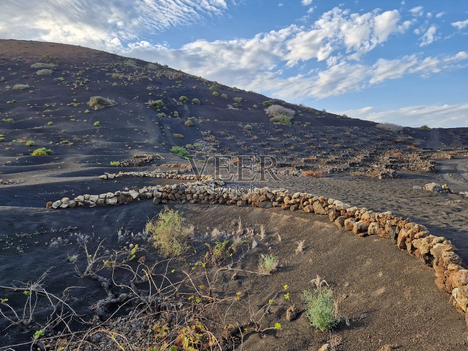 兰萨罗特岛加那利岛的黑色火山景观，在火山葡萄园里挖洞的藤蔓——背景是火山(丘陵或山脉)照片摄影图片