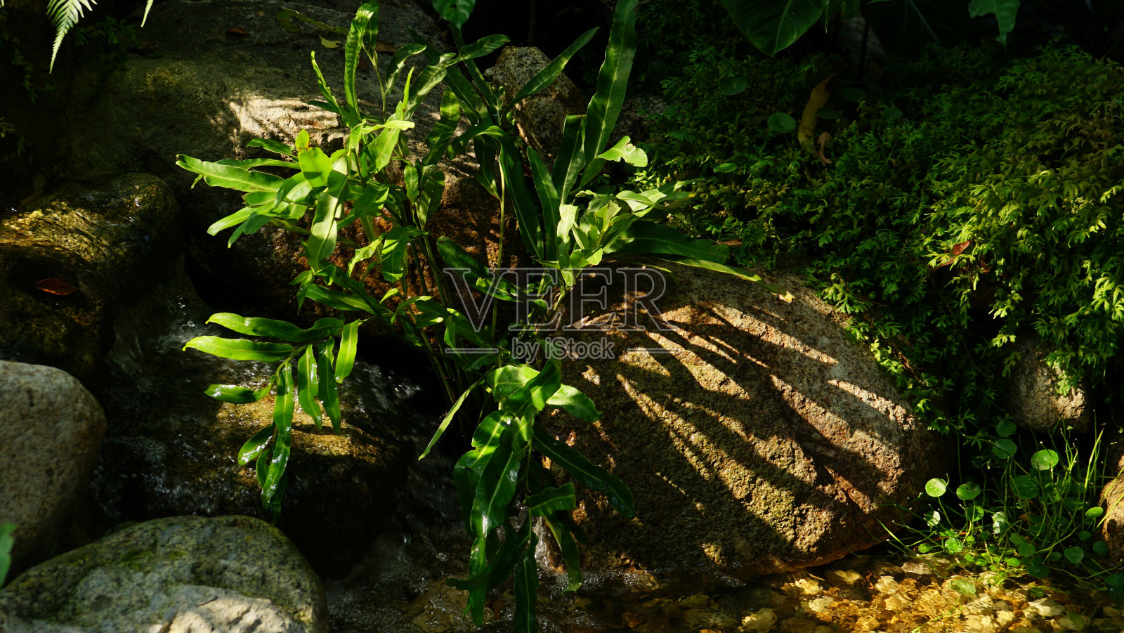 绿叶和岩石在花园里，阳光和阴影在地上照片摄影图片