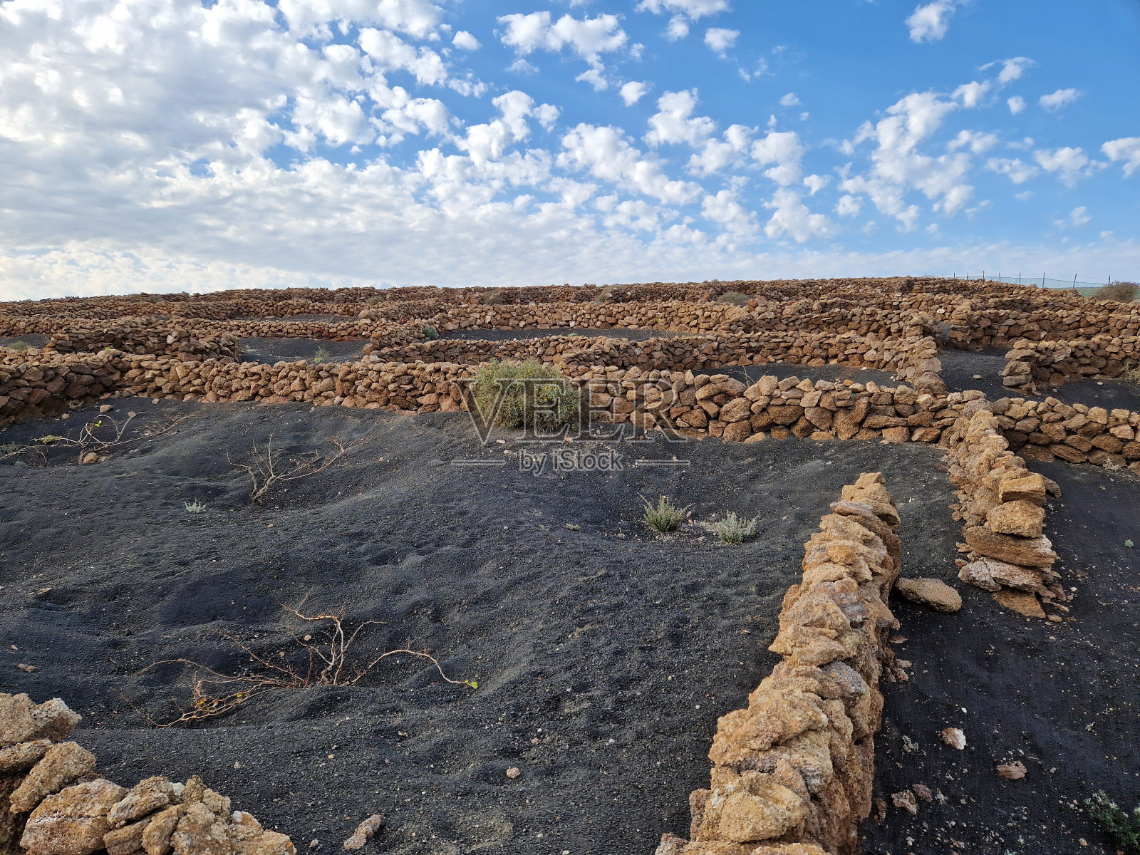 兰萨罗特岛加那利岛的黑色火山景观，在火山葡萄园里挖洞的藤蔓——背景是火山(丘陵或山脉)照片摄影图片