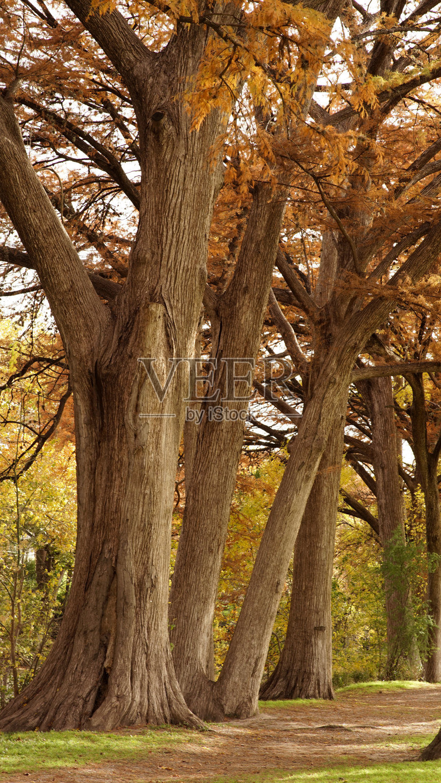德克萨斯州的秋天照片摄影图片