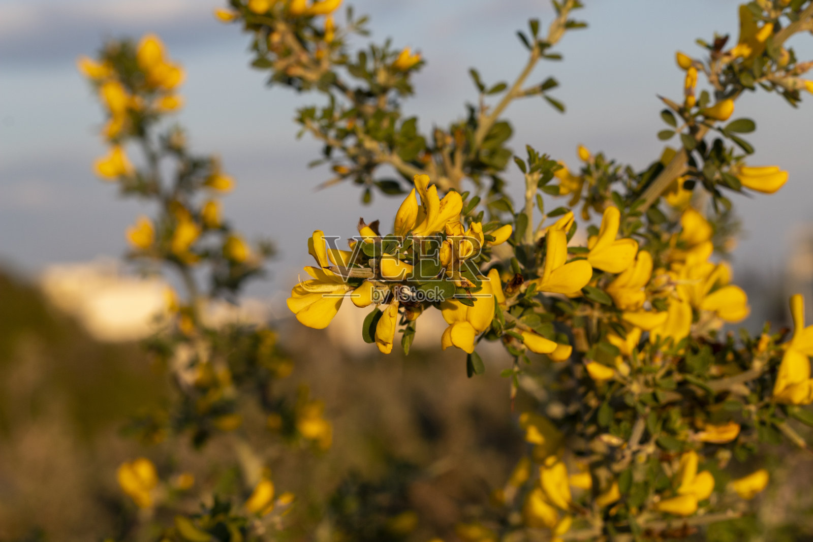 美丽的自然风光背景照片摄影图片