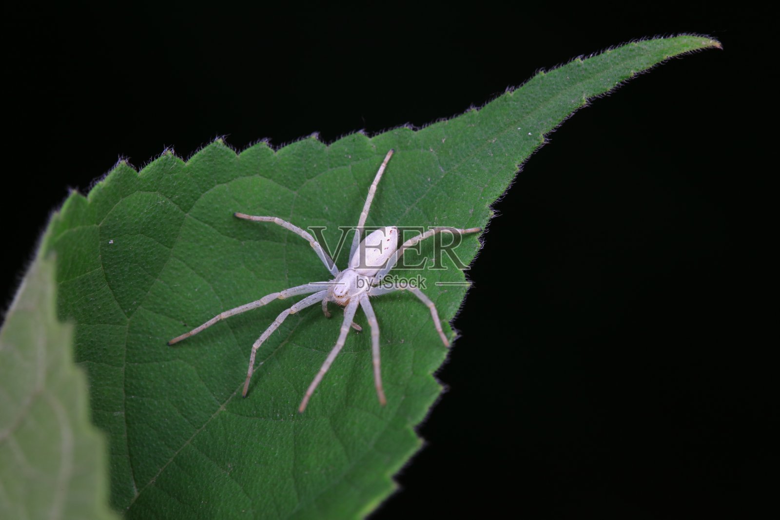 中国北方野外的蜘蛛照片摄影图片