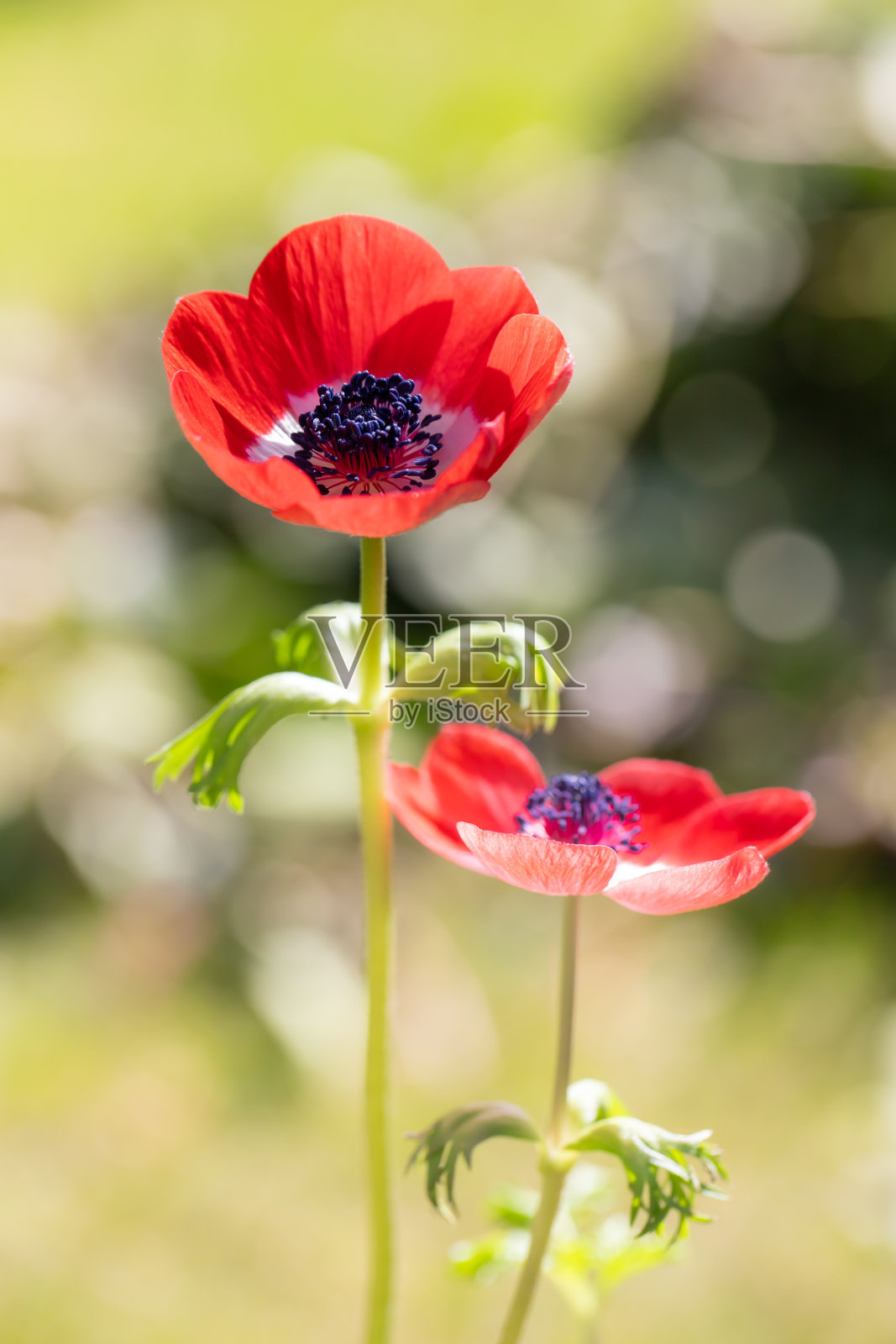 红色的海葵花照片摄影图片