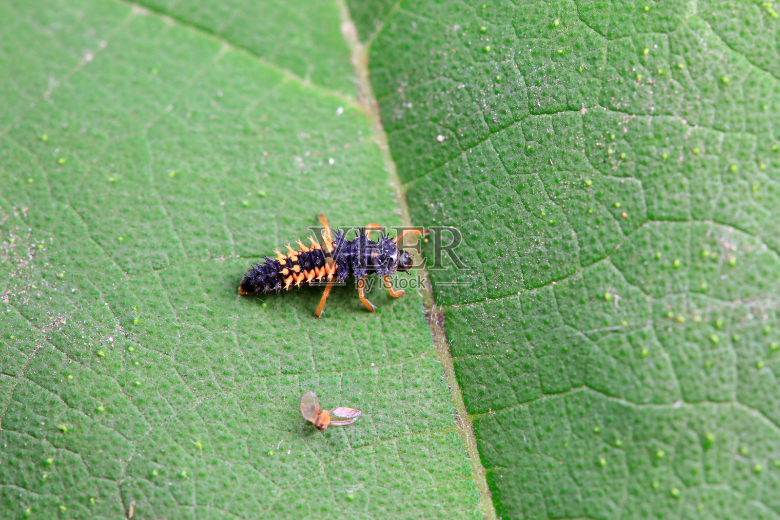 华北野生植物上的瓢虫照片摄影图片