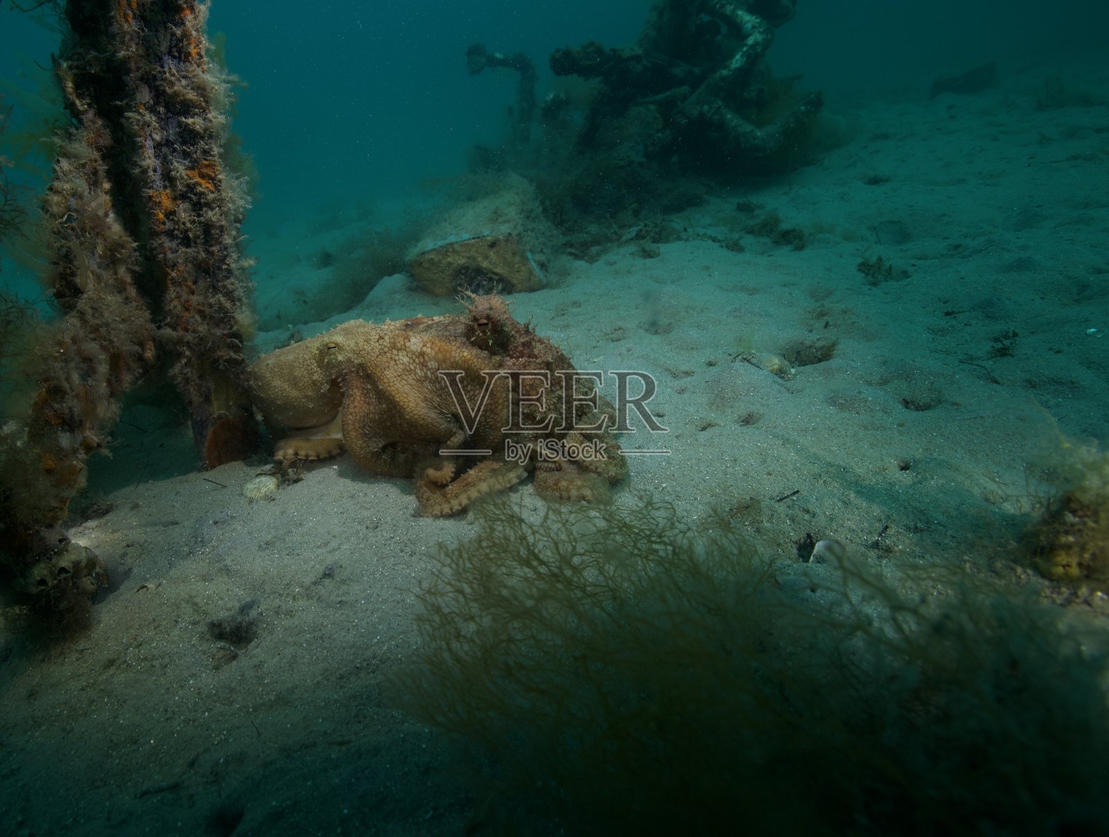章鱼照片摄影图片