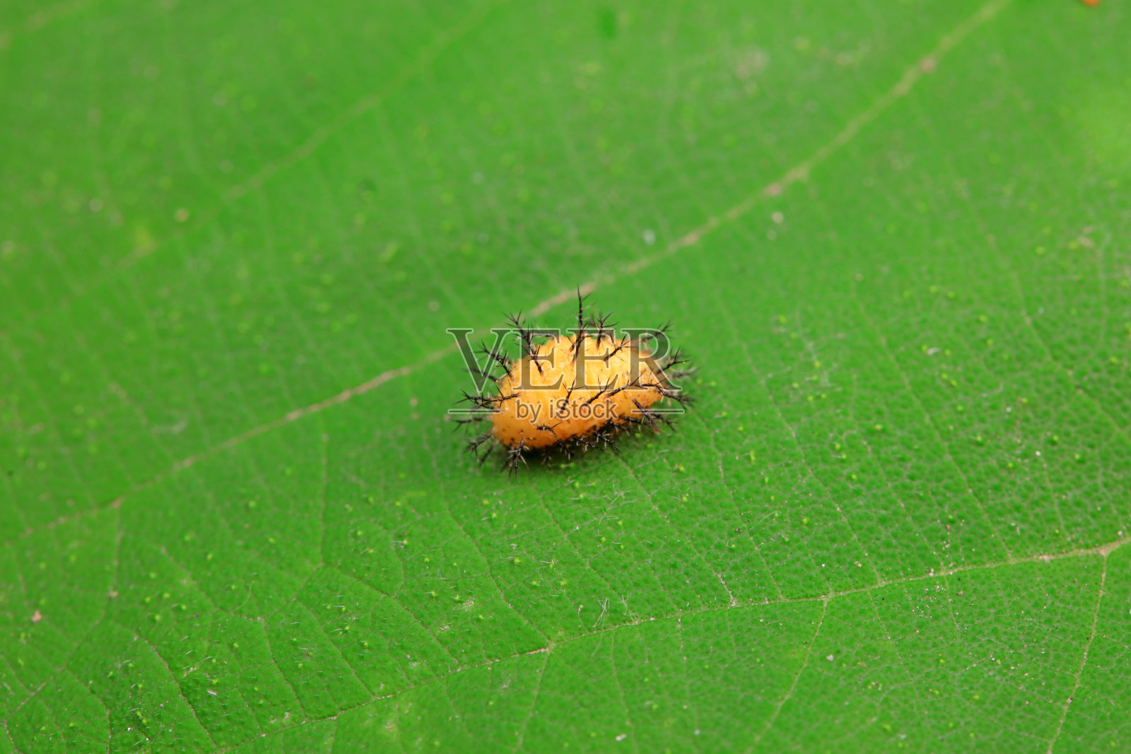 华北野生植物上的瓢虫照片摄影图片