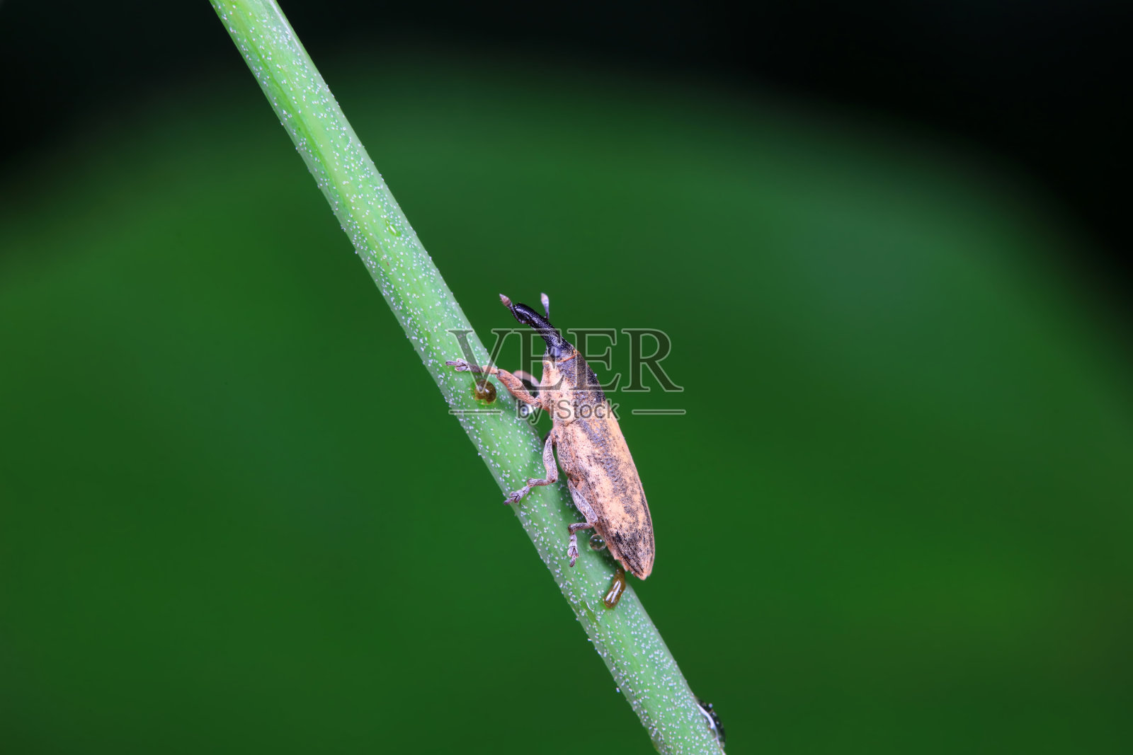 华北野生植物上的象鼻虫照片摄影图片