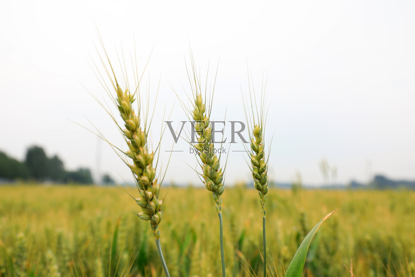 中国北方正在成熟的小麦照片摄影图片