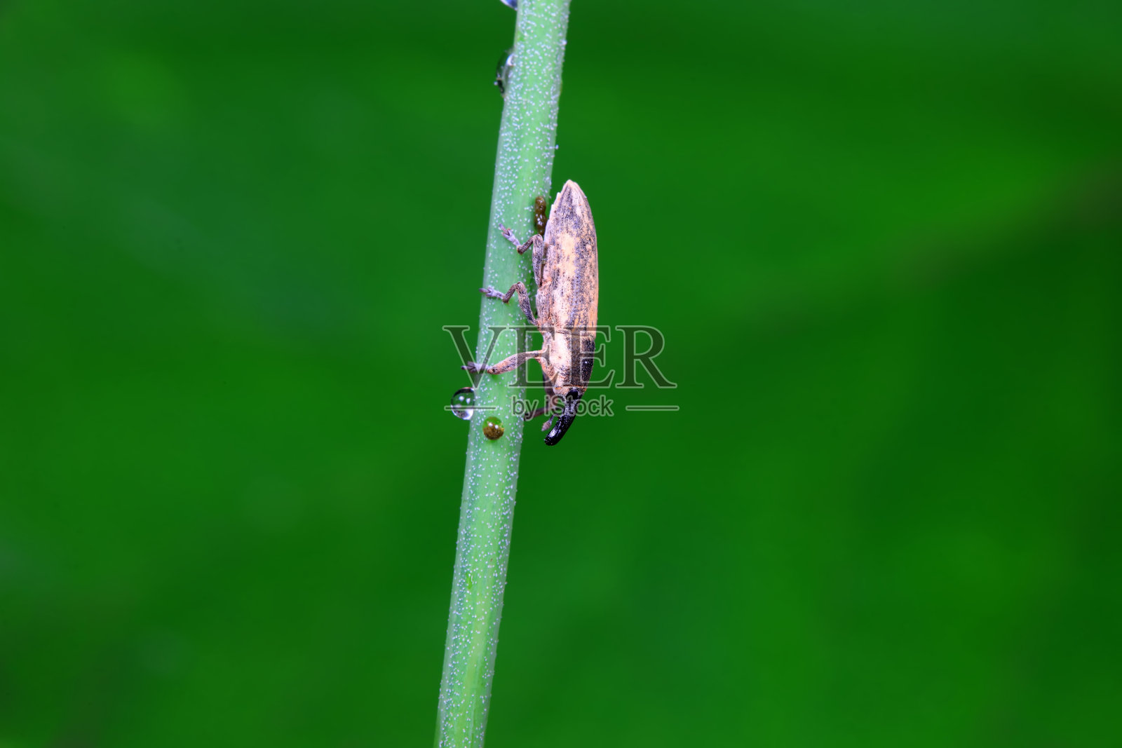 华北野生植物上的象鼻虫照片摄影图片