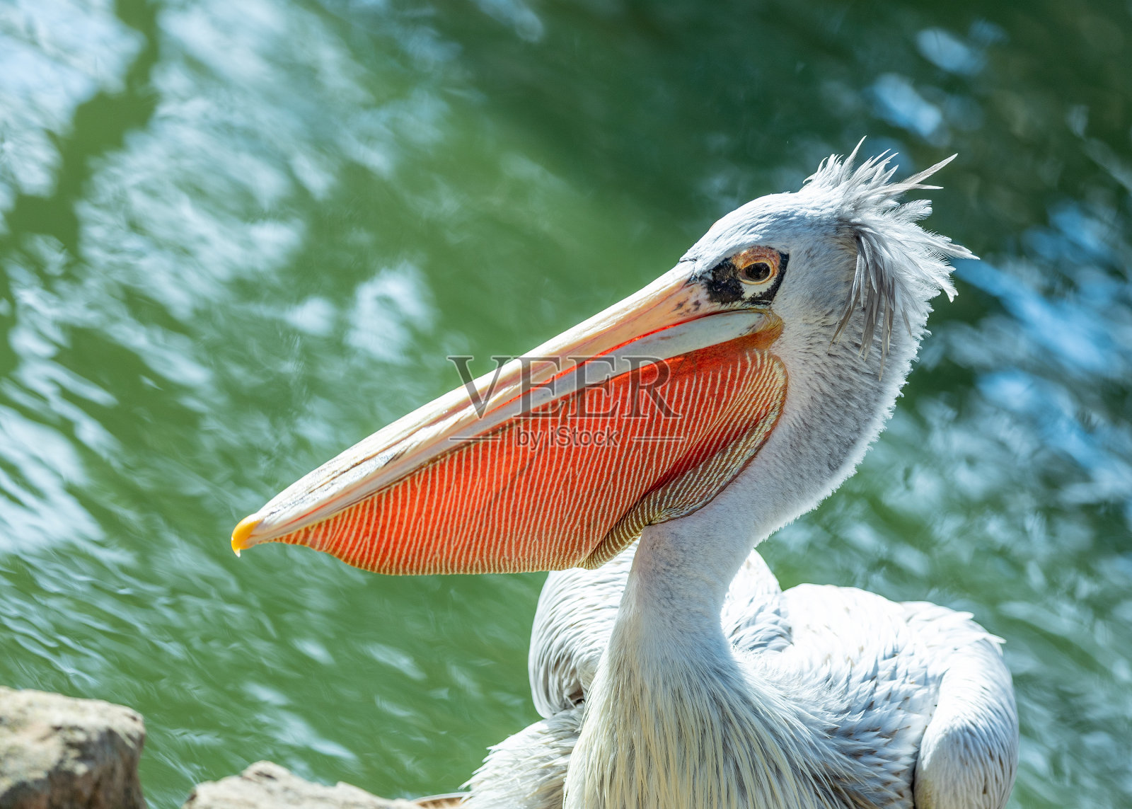 撒哈拉以南非洲的粉红背鹈鹕照片摄影图片