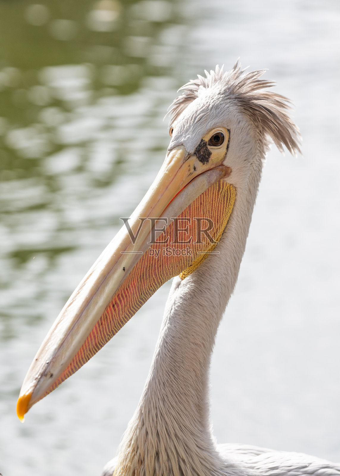 撒哈拉以南非洲的粉红背鹈鹕照片摄影图片