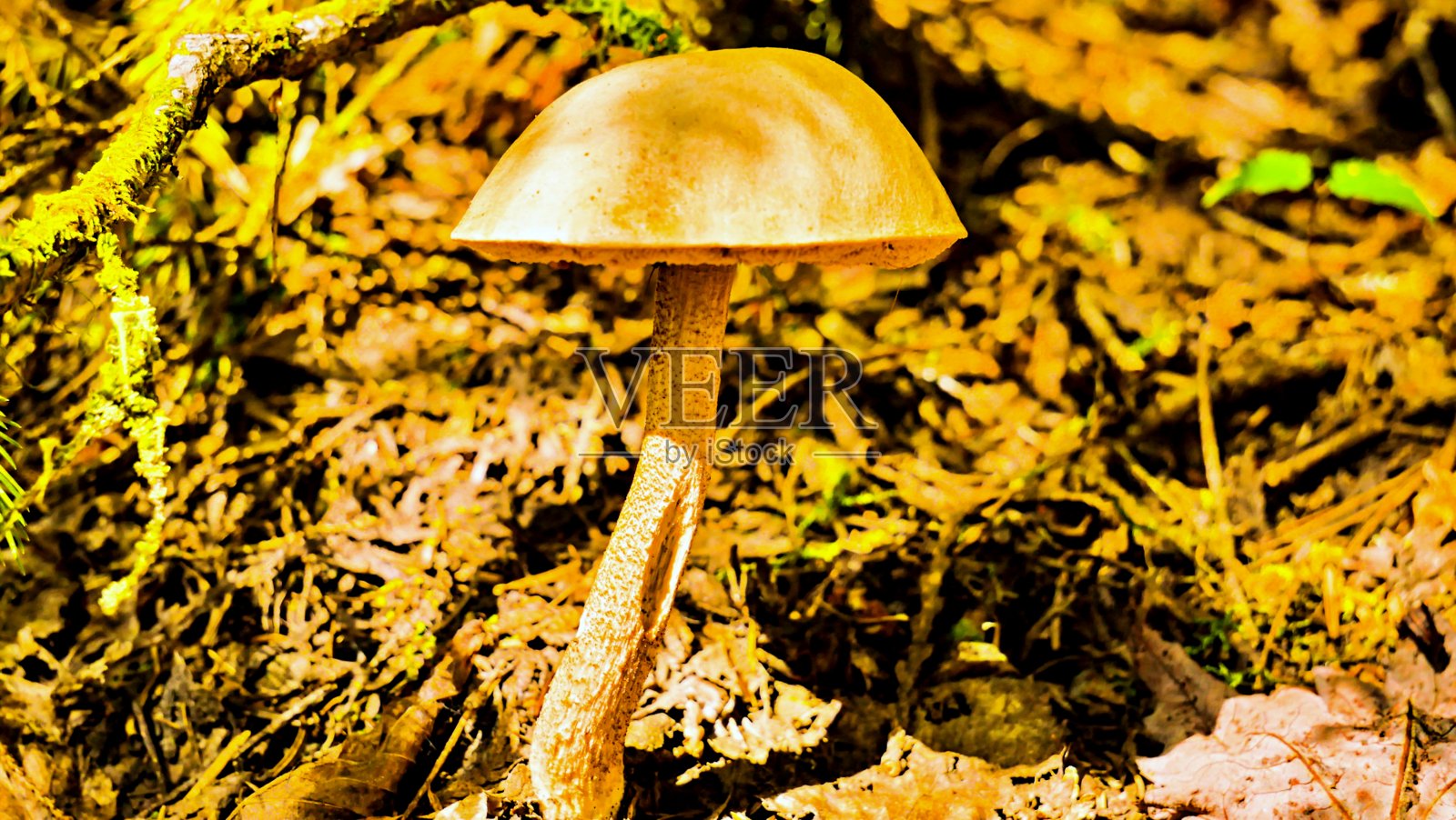 靠近一个小蘑菇照片摄影图片