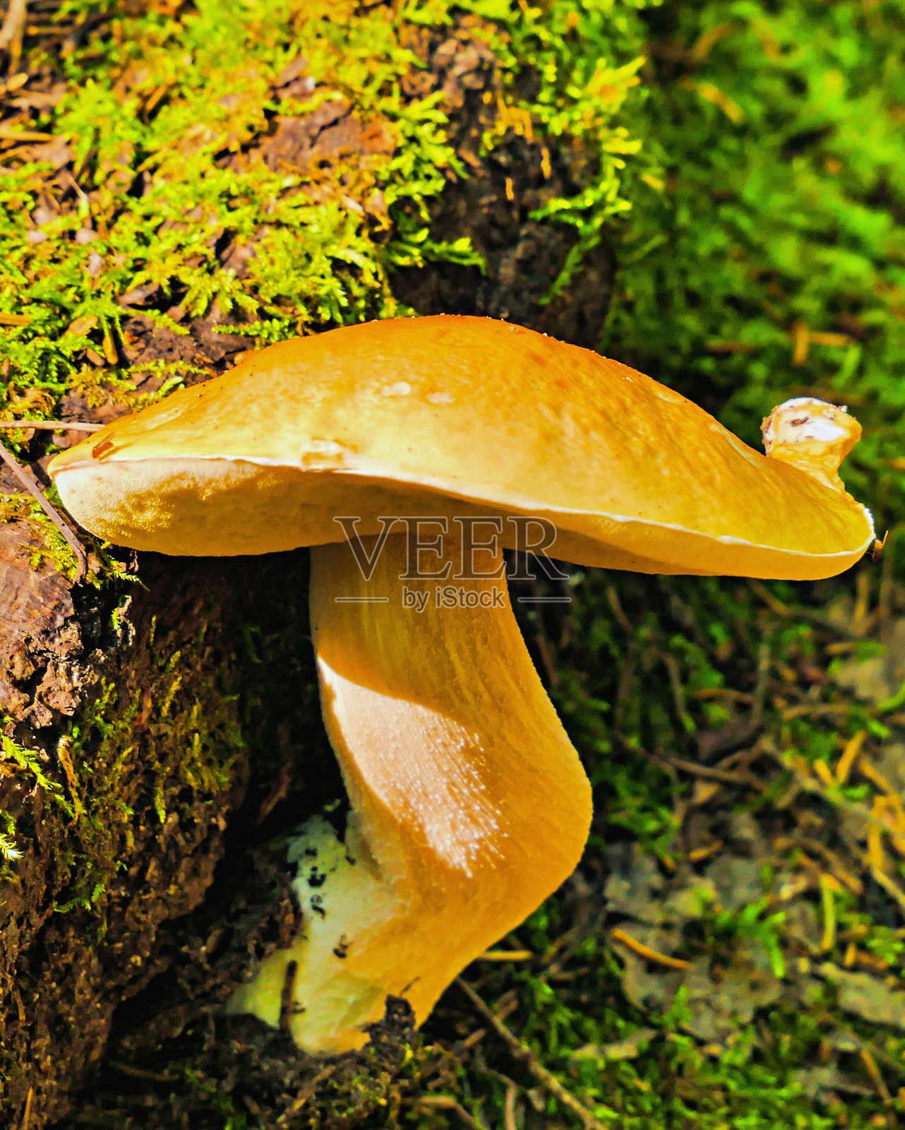 一个扭曲的蘑菇藏在木头后面照片摄影图片