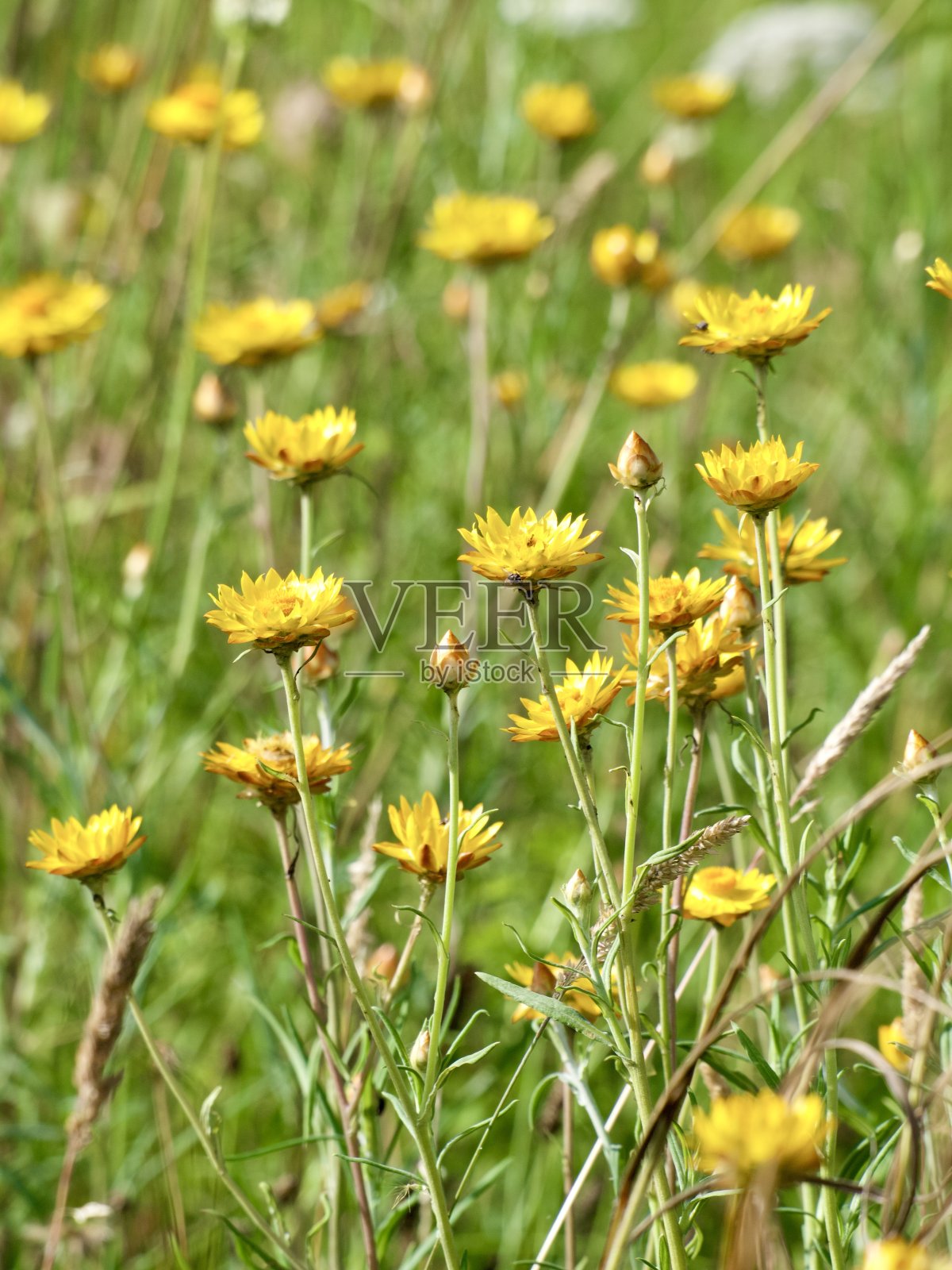 新英格兰夏日野花照片摄影图片
