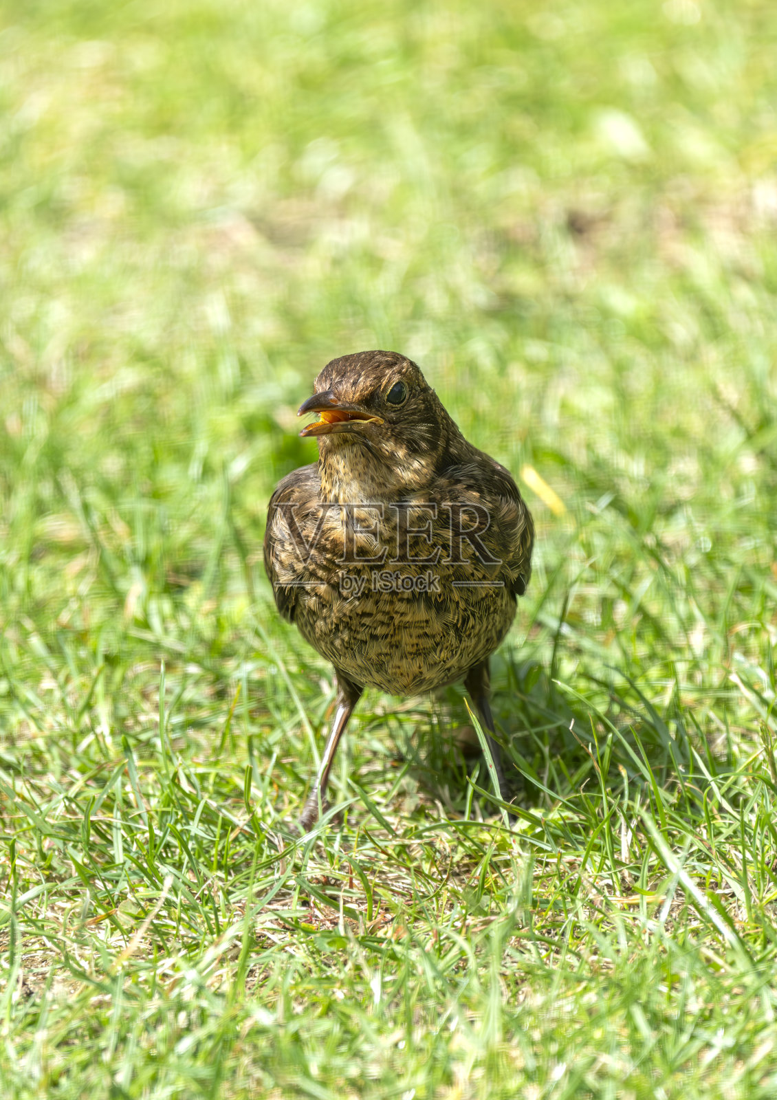草坪上未成熟的雄性黑鹂照片摄影图片