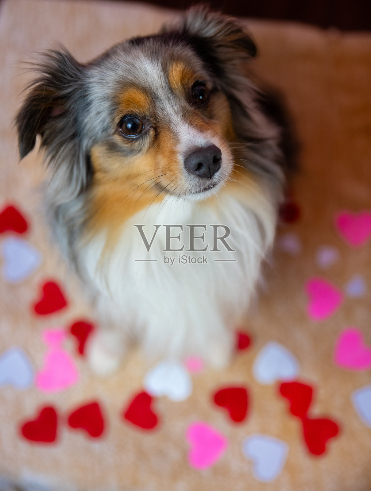 迷你澳大利亚牧羊犬照片摄影图片