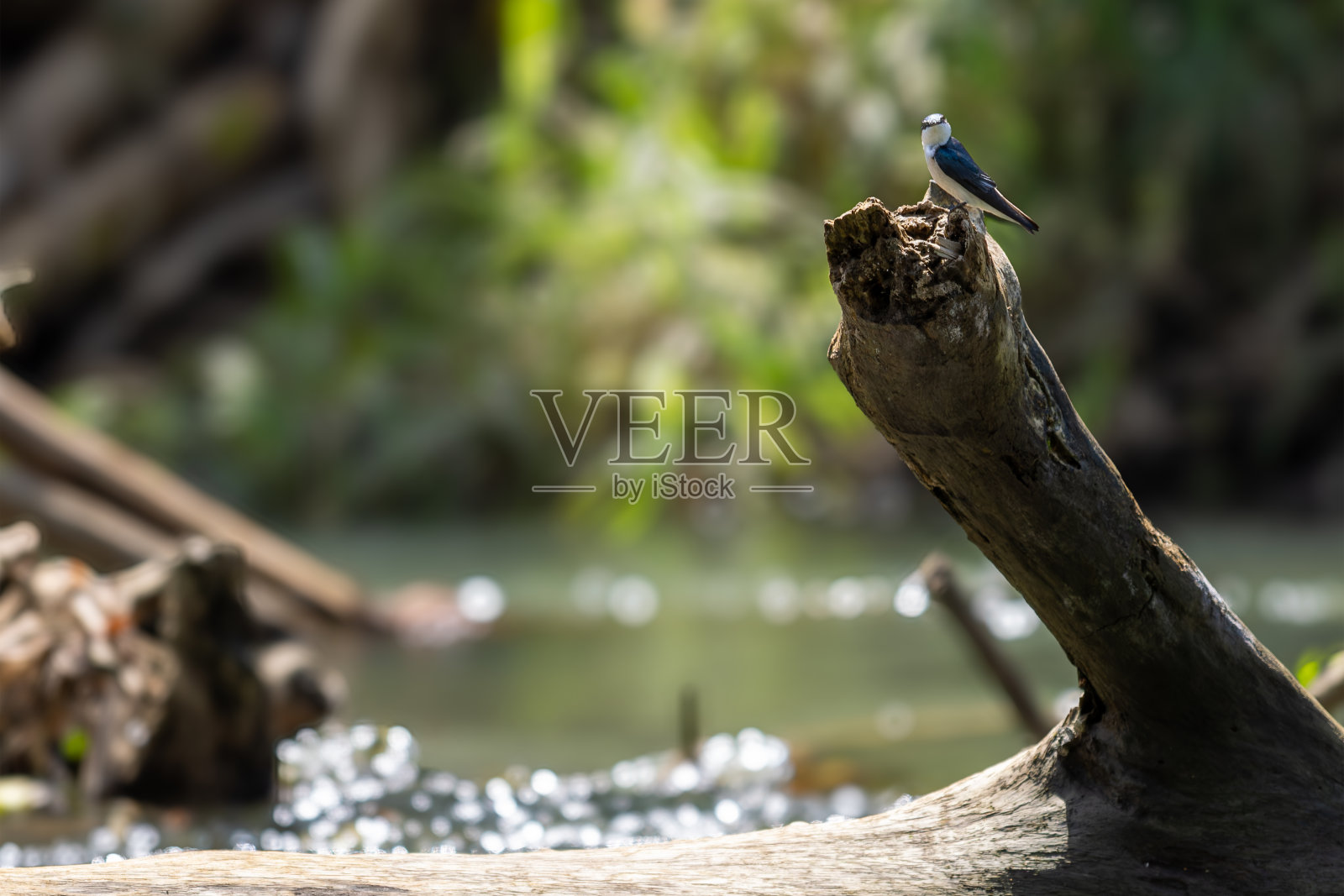 佩纳斯布兰卡斯河游船之旅照片摄影图片