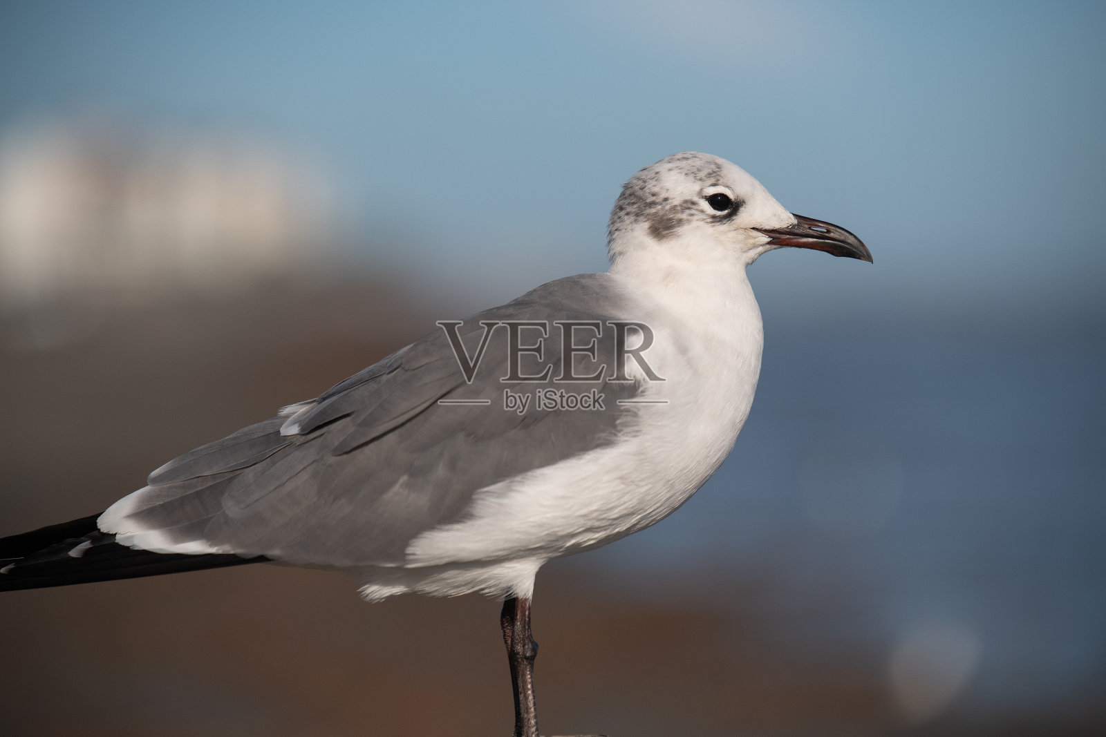 近距离观察海鸥照片摄影图片