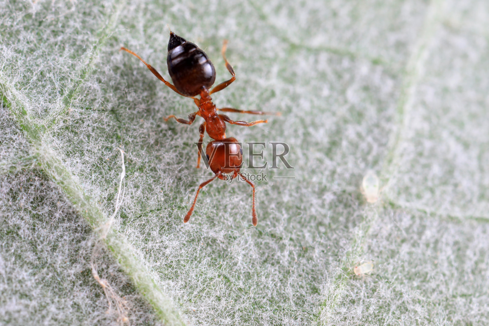 中国北方野外的蚂蚁照片摄影图片