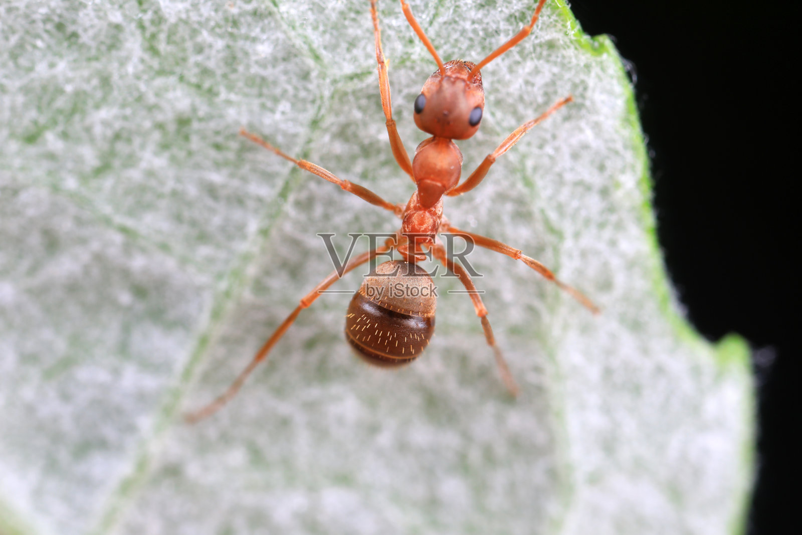 中国北方野外的蚂蚁照片摄影图片