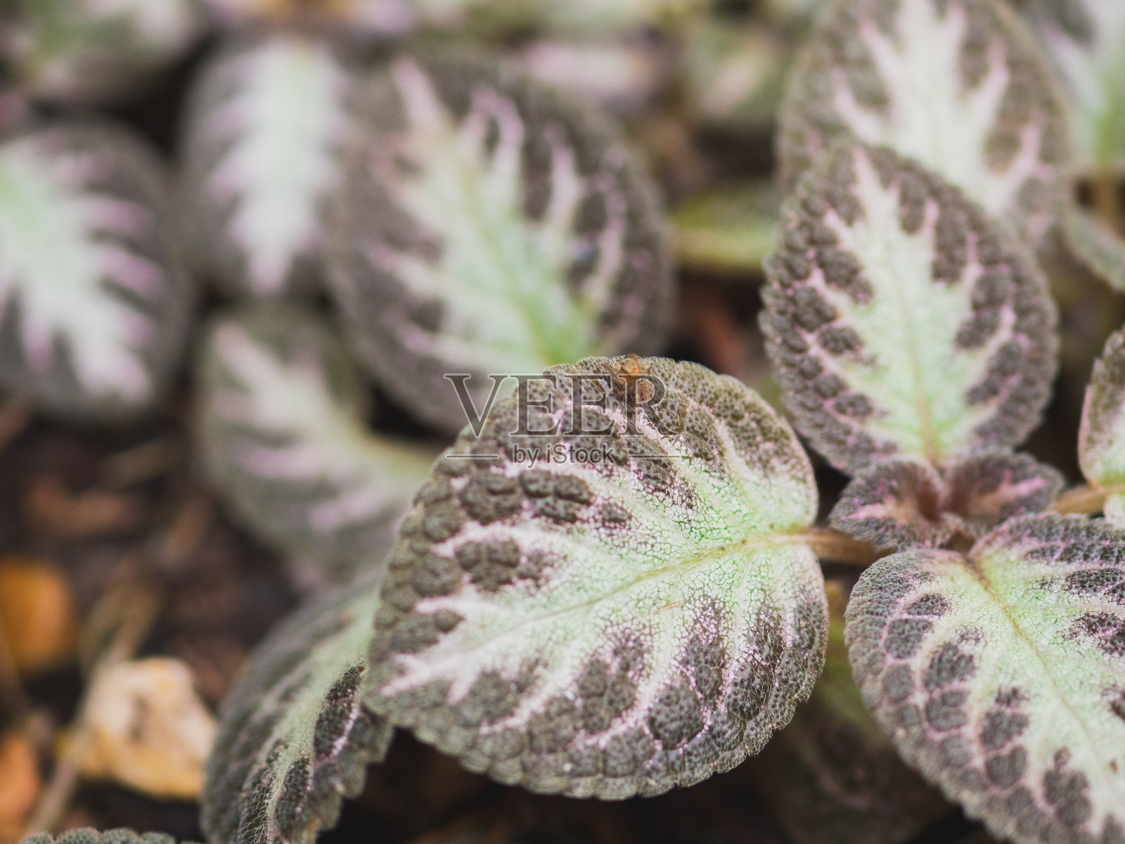 这是一个特写镜头，以无花果、水果和树为特色，周围环绕着鲜花、植物、树叶和霜冻等自然元素，展示了充满活力的紫色色调照片摄影图片