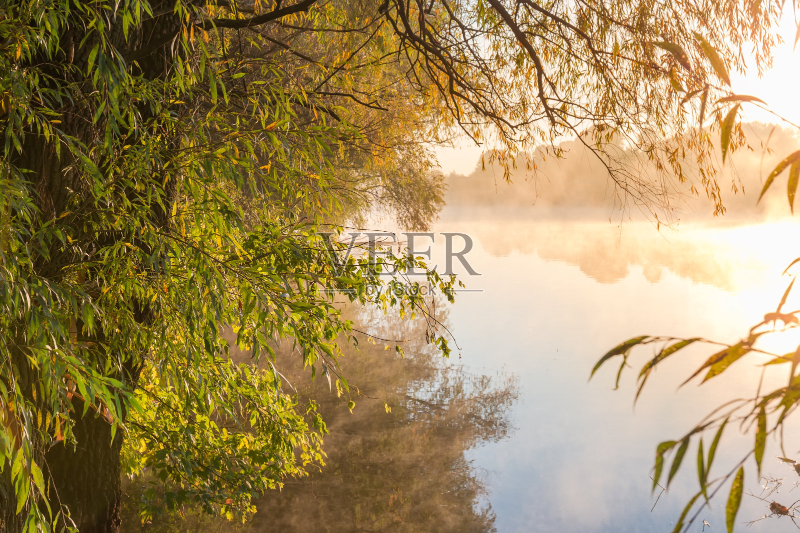 池边杨柳，日出时水面平静照片摄影图片