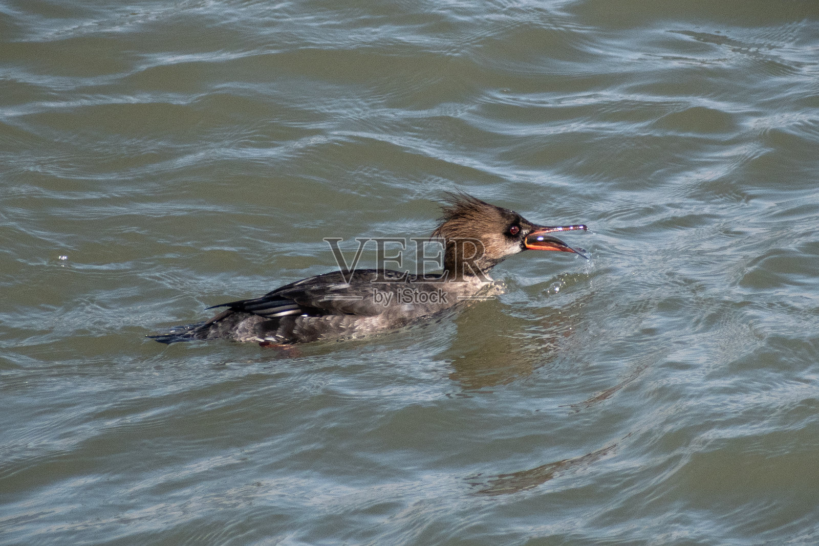 雌性红胸秋沙鸭(秋沙鸭)在湖中吞鱼照片摄影图片
