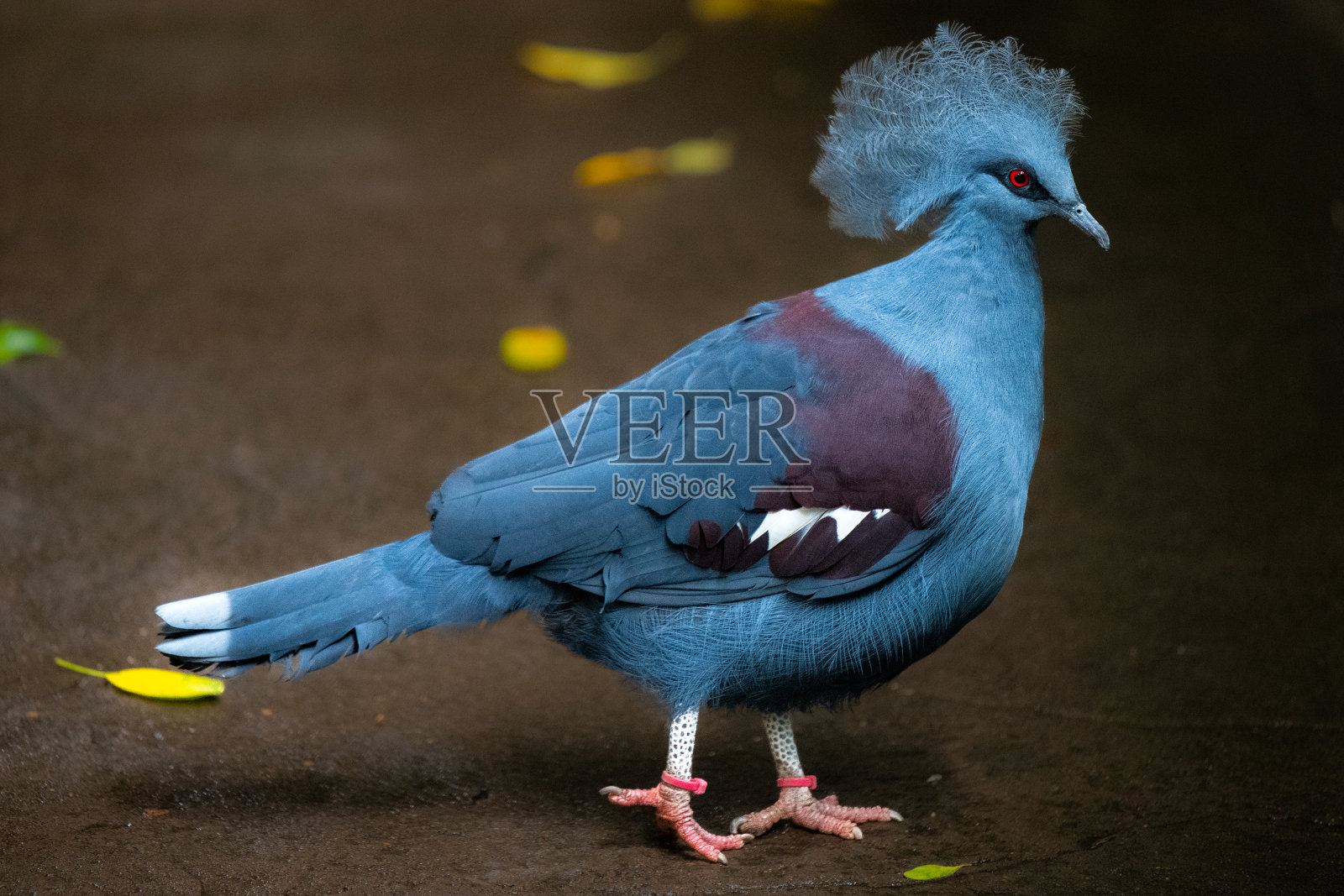 蓝冠鸽照片摄影图片