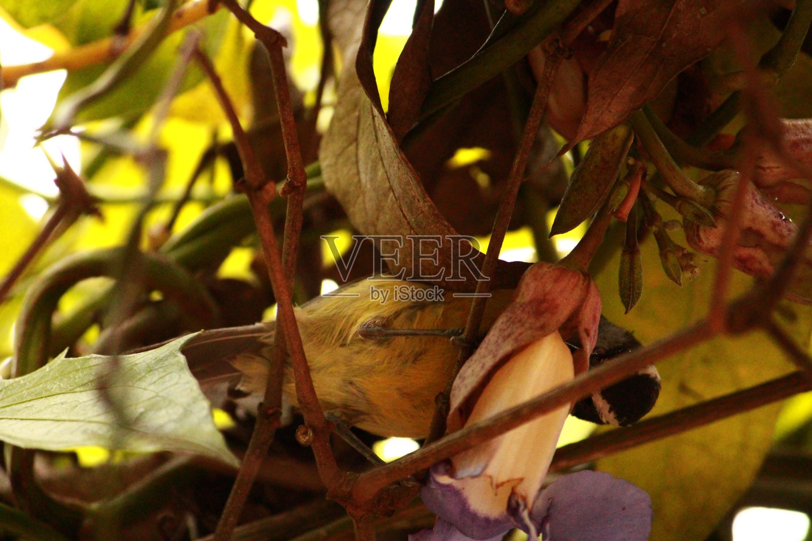 泡桐Tomentosa照片摄影图片