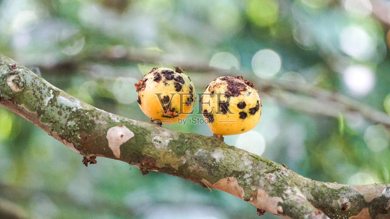 cambuc <e:1>，由果蝇引起的枯萎病水果照片摄影图片