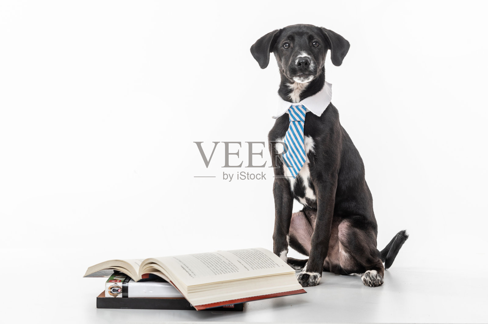 拿书的黑狗照片摄影图片