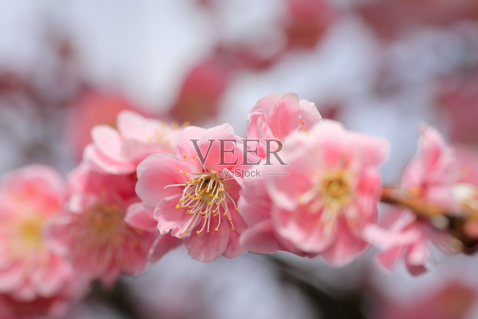 梅园里的梅花照片摄影图片