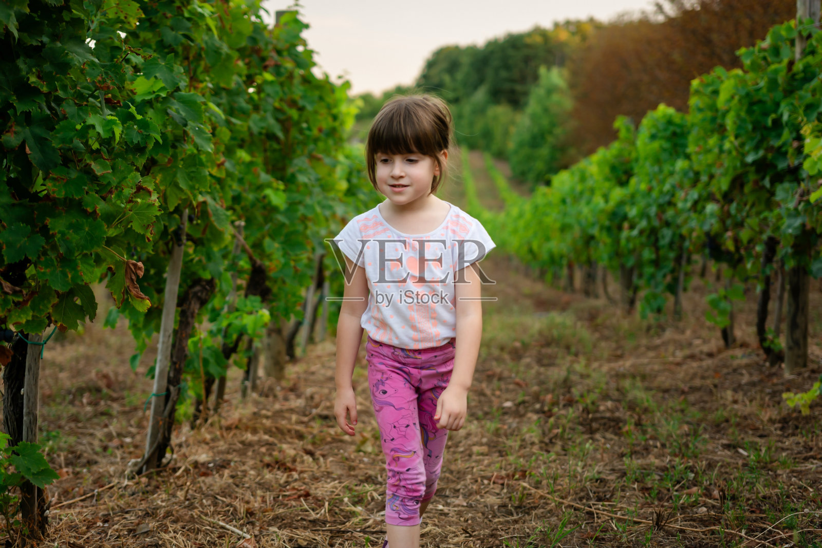 夏日里，一个小女孩走过葡萄园。照片摄影图片