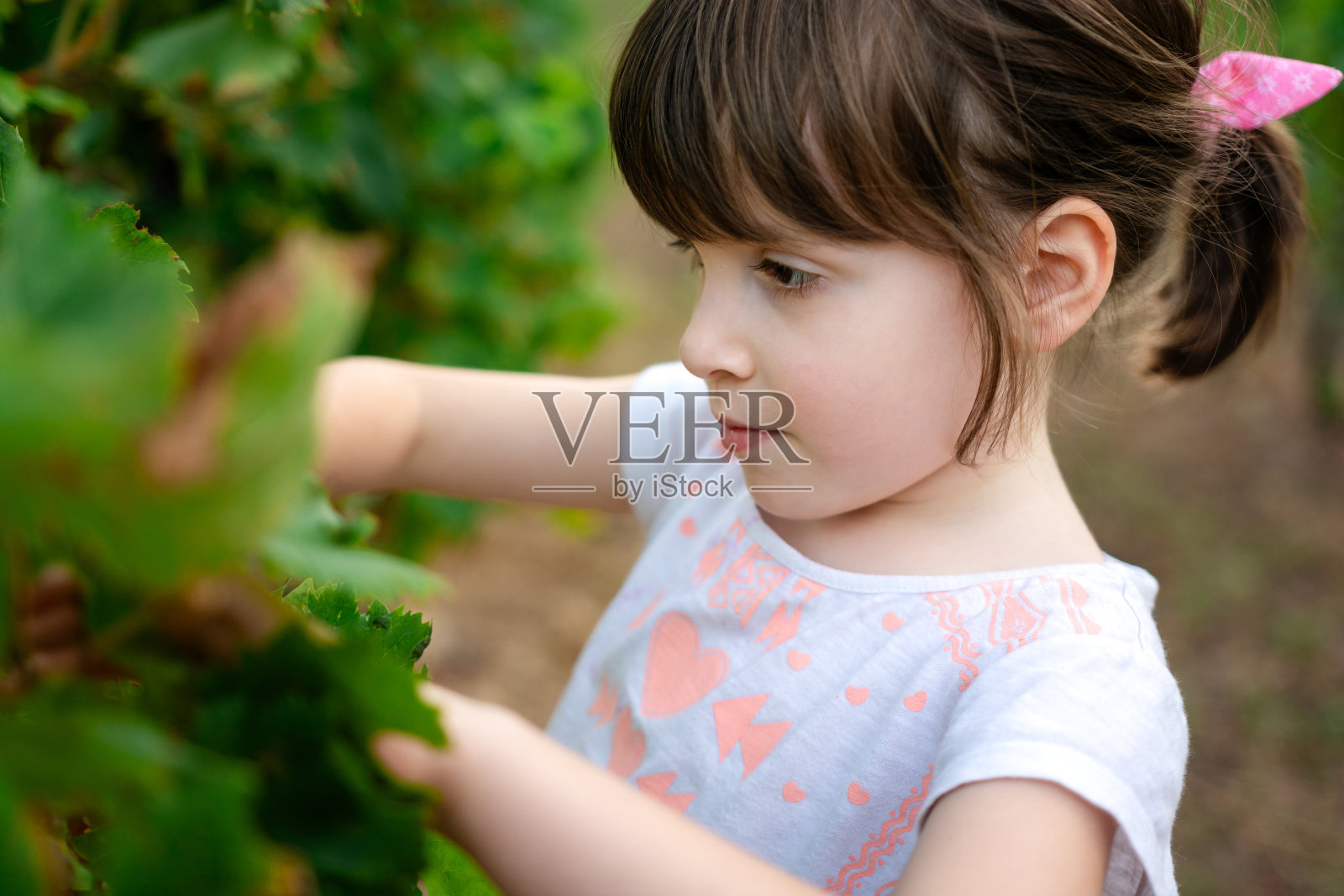 一个小女孩正在葡萄园里摘葡萄。照片摄影图片