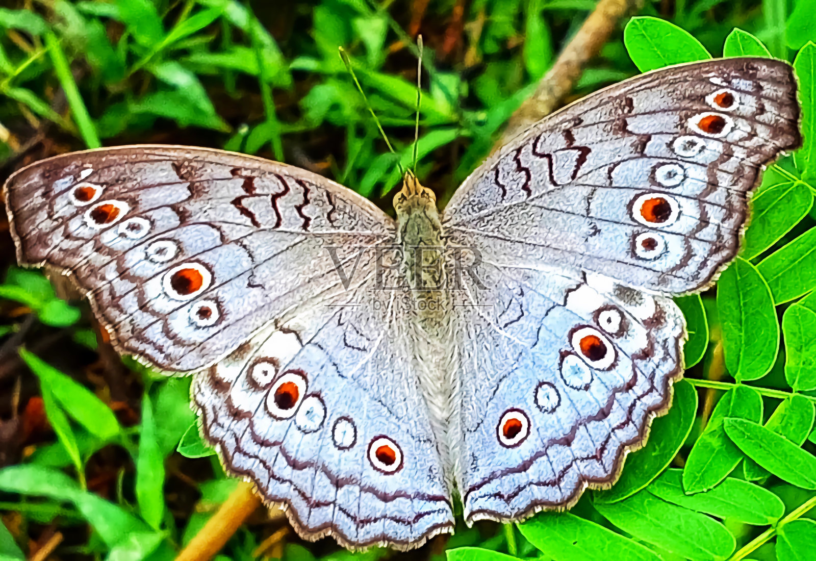 灰三色堇照片摄影图片