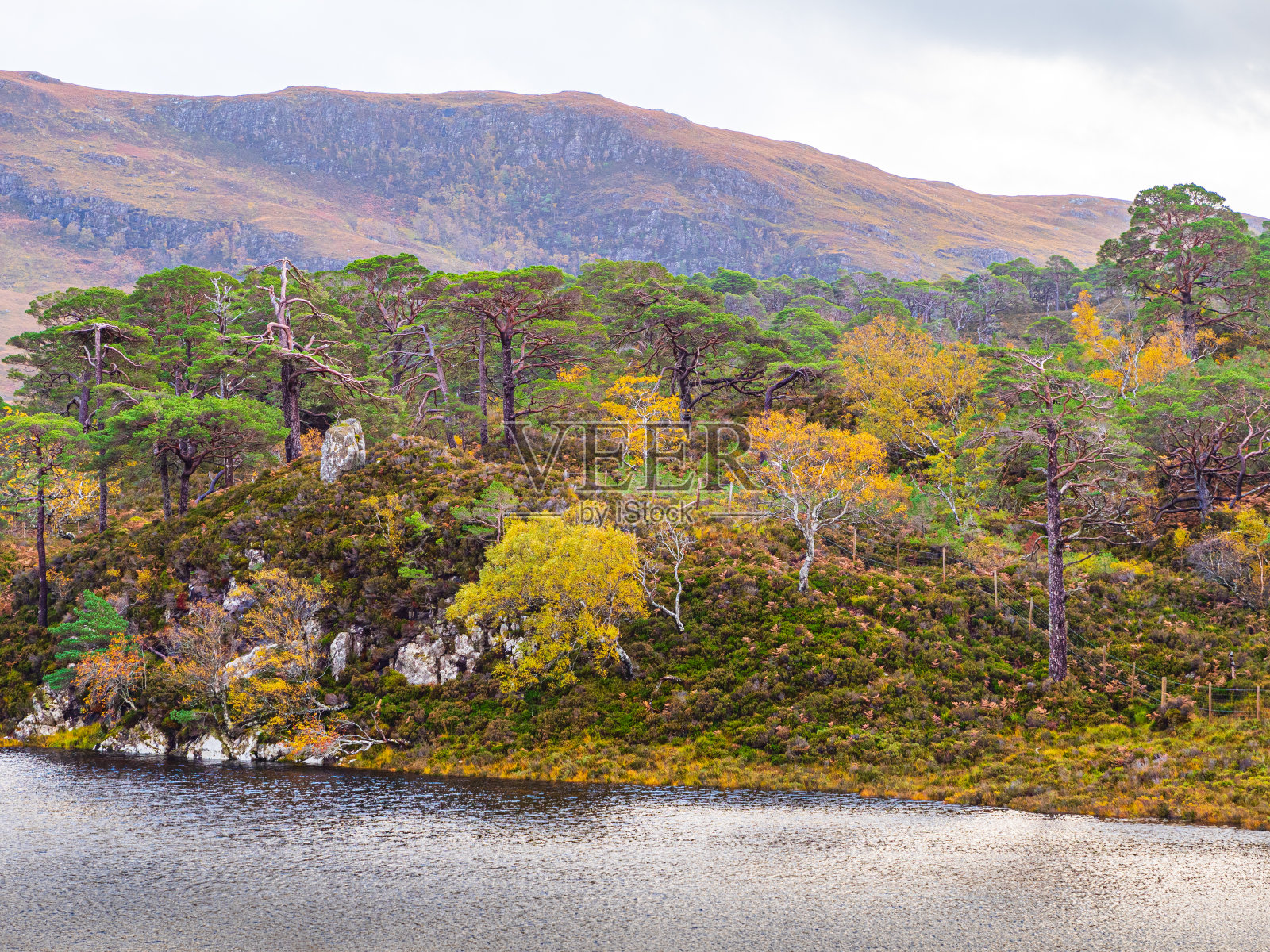 位于湖边的喀里多尼亚森林照片摄影图片