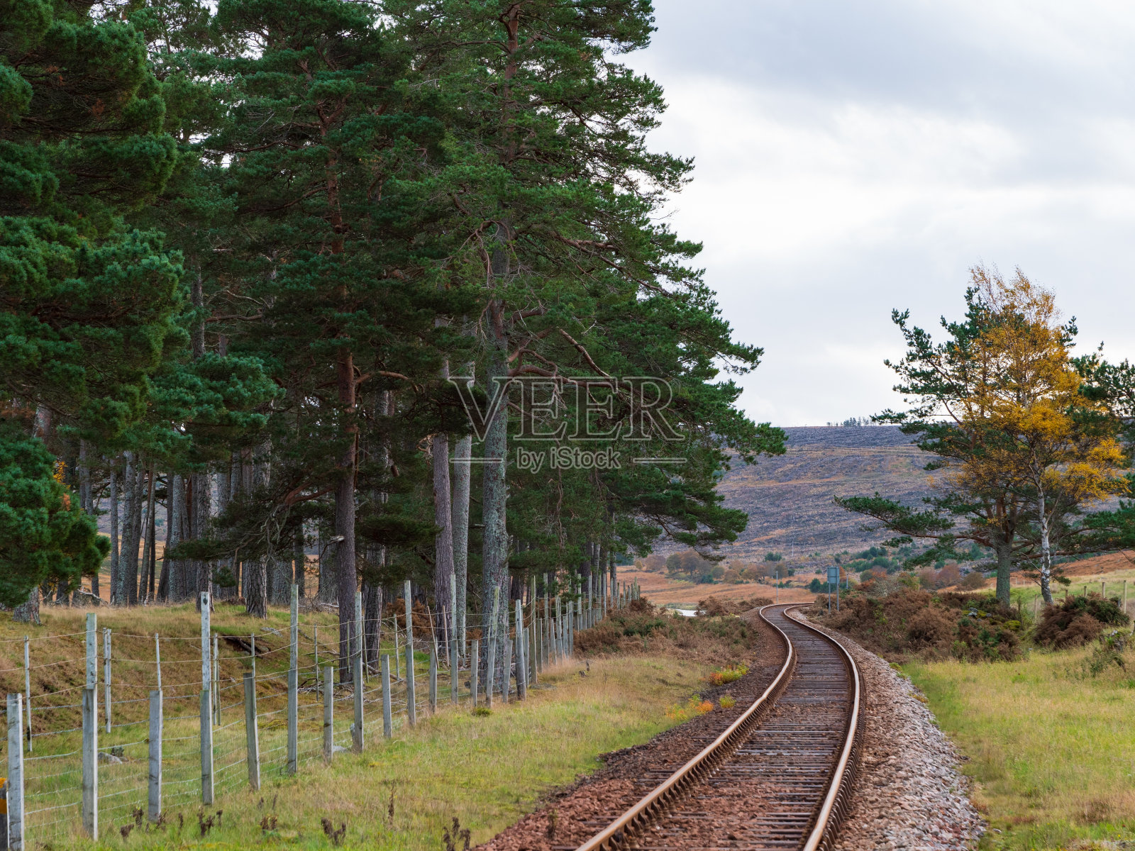 铁路和苏格兰松树照片摄影图片