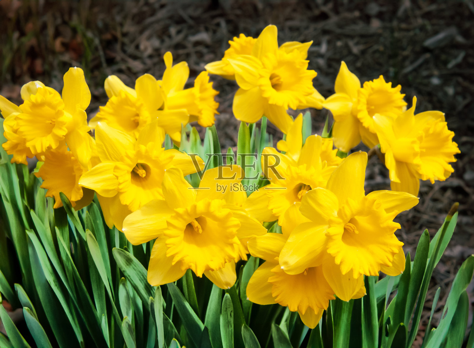 黄色的春天水仙花照片摄影图片