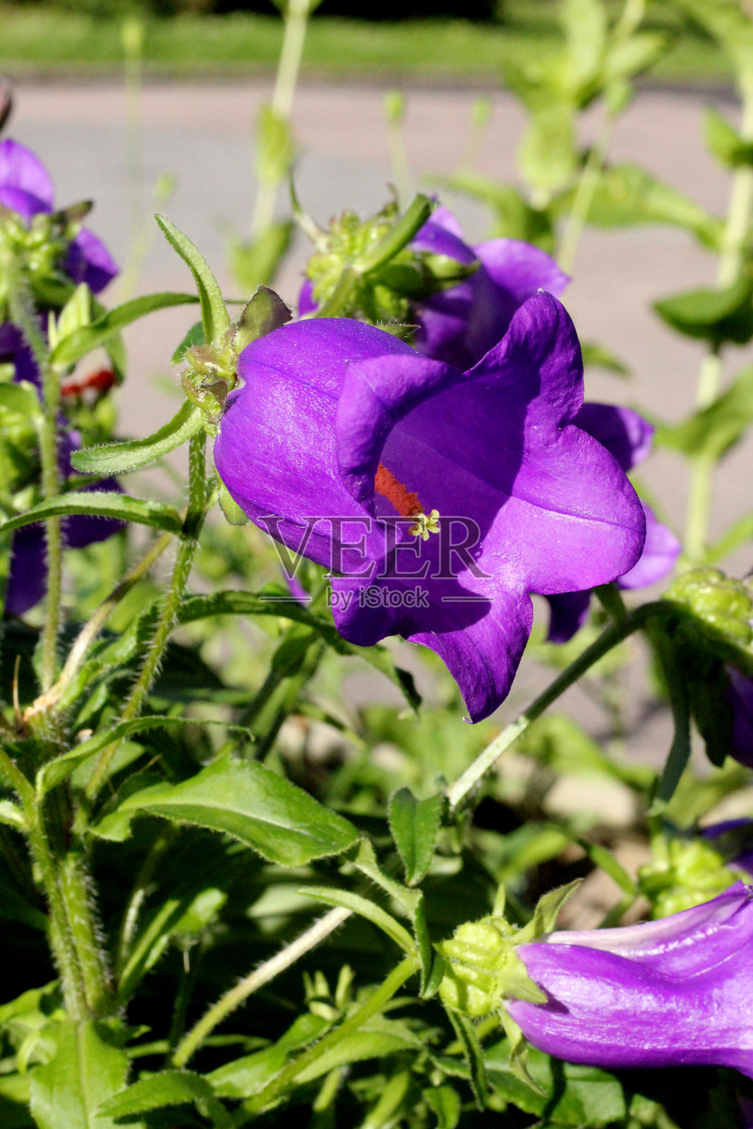 一个大而美丽的钟，俗称坎特伯雷钟照片摄影图片