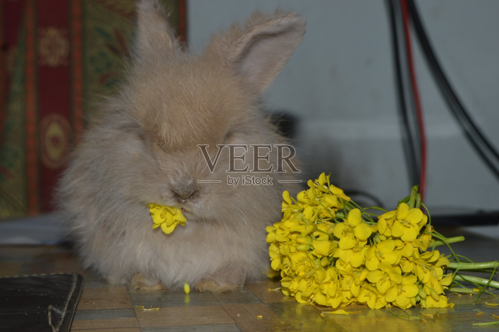 棕色安哥拉兔吃芥末照片摄影图片