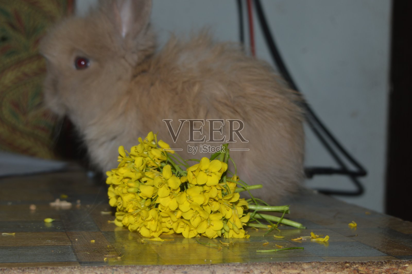 棕色安哥拉兔吃芥末照片摄影图片