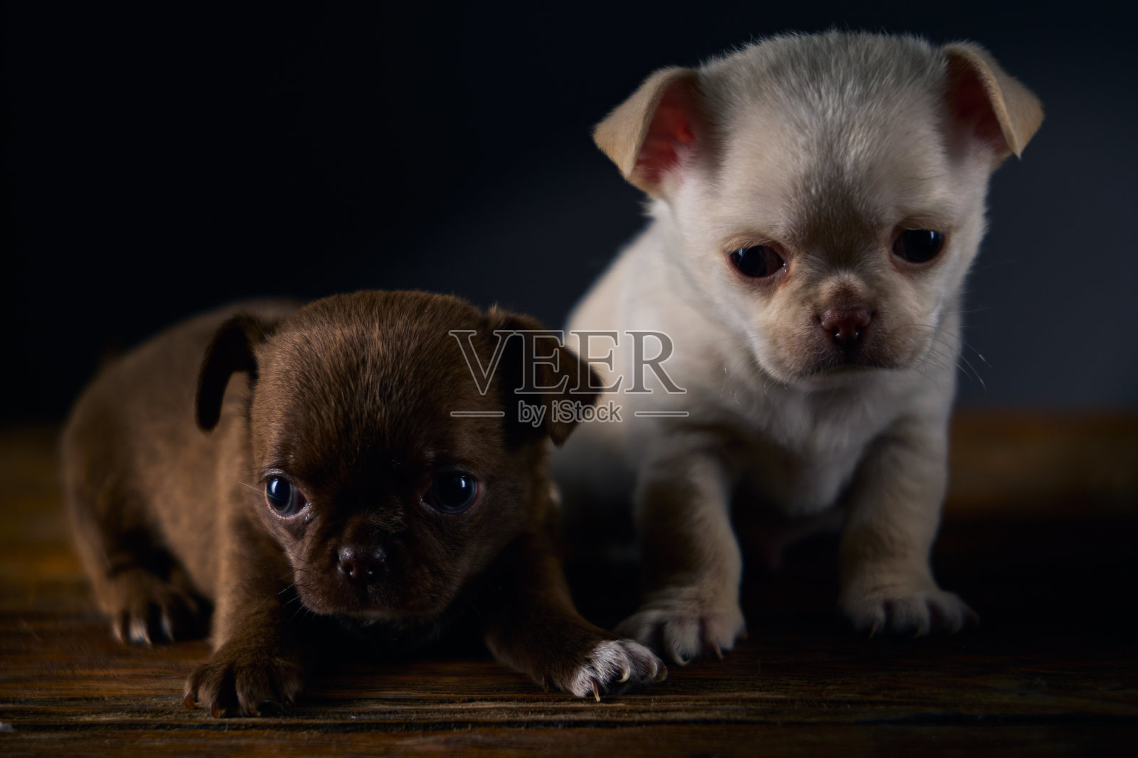 两只可爱的棕色和白色的雄性吉娃娃小狗在一张木桌上。照片摄影图片