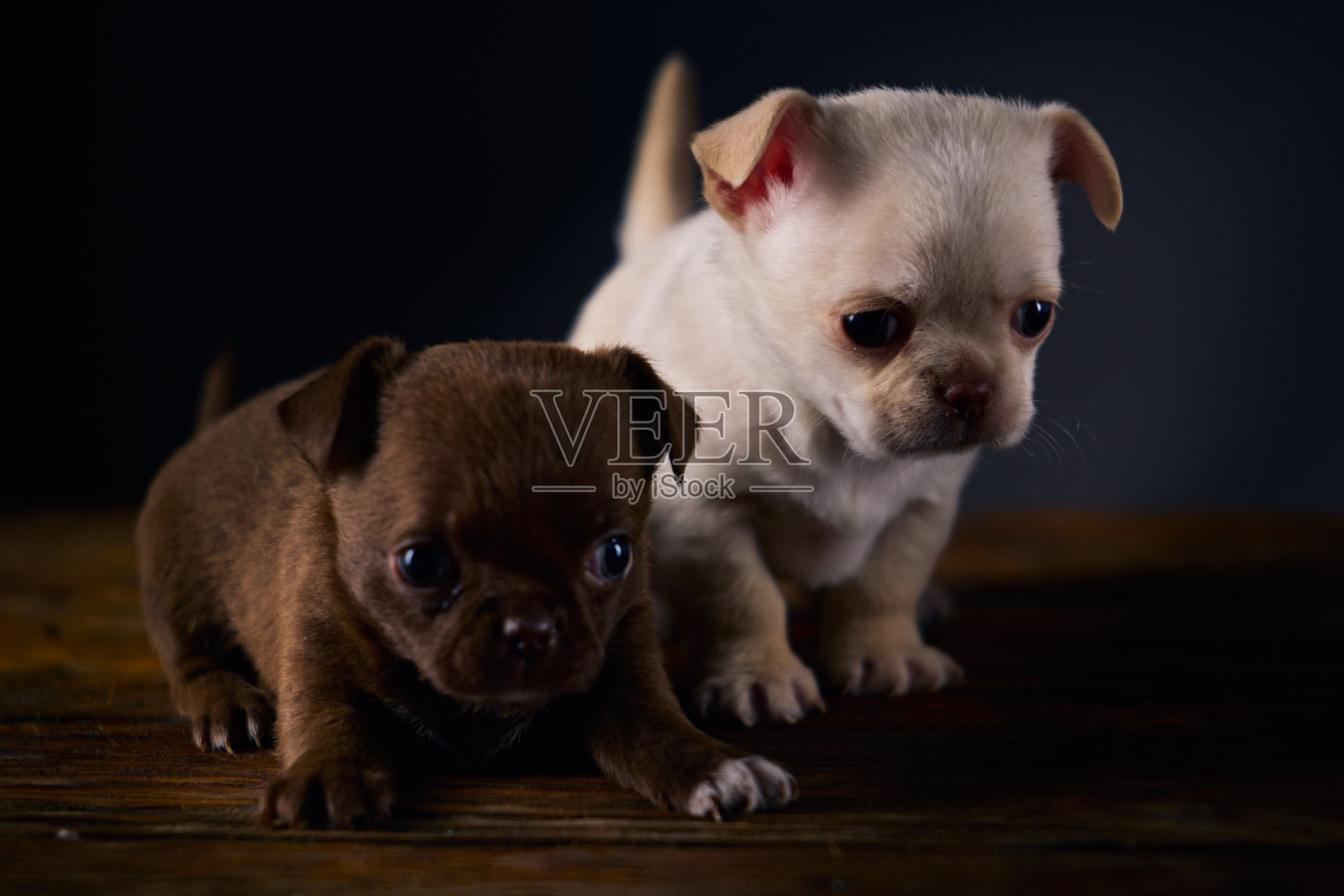 可爱的棕色和白色的雄性吉娃娃幼崽在一个木制的标签上照片摄影图片